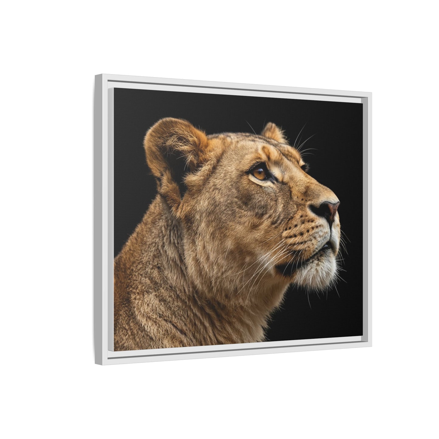 Framed Canvas Print — Lioness In Colour