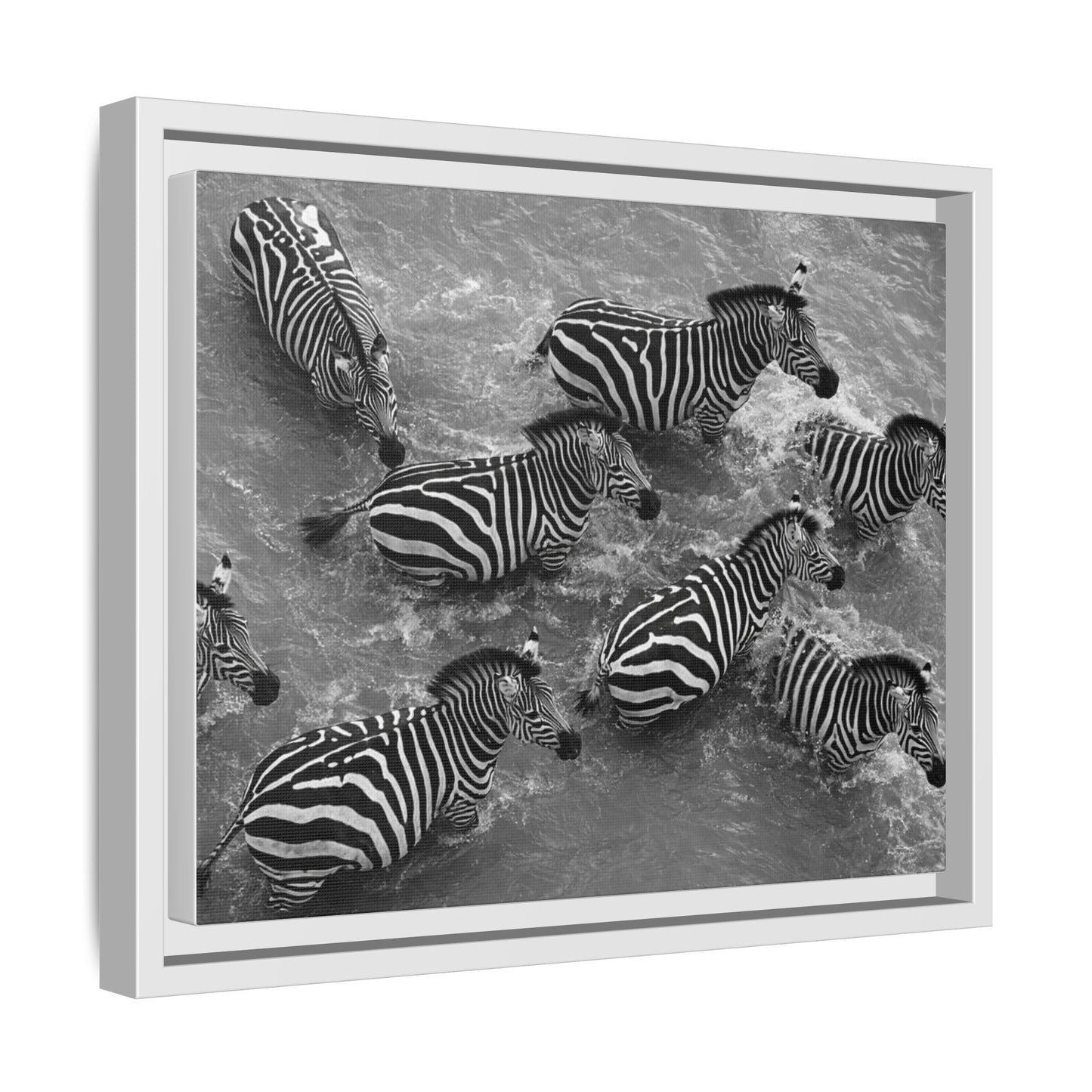 Framed Canvas Print — Zebras In The River