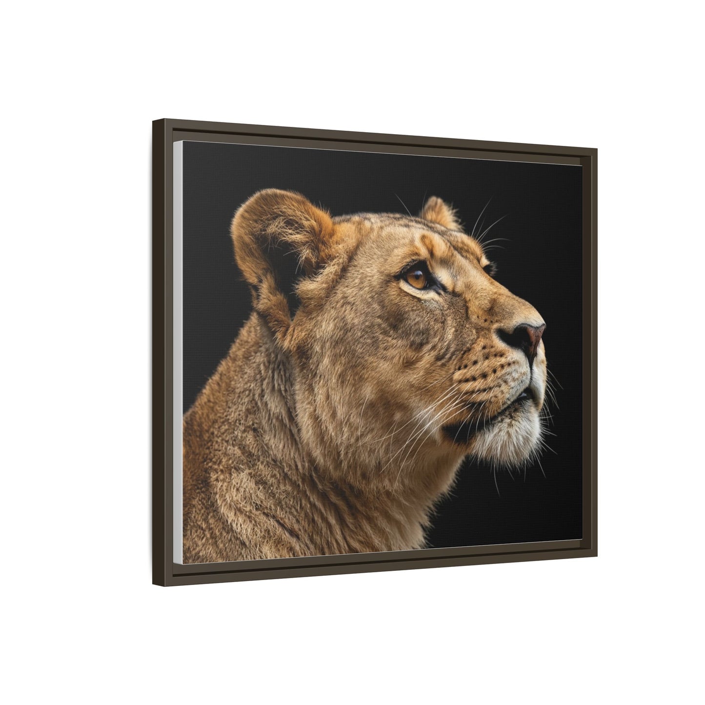 Framed Canvas Print — Lioness In Colour