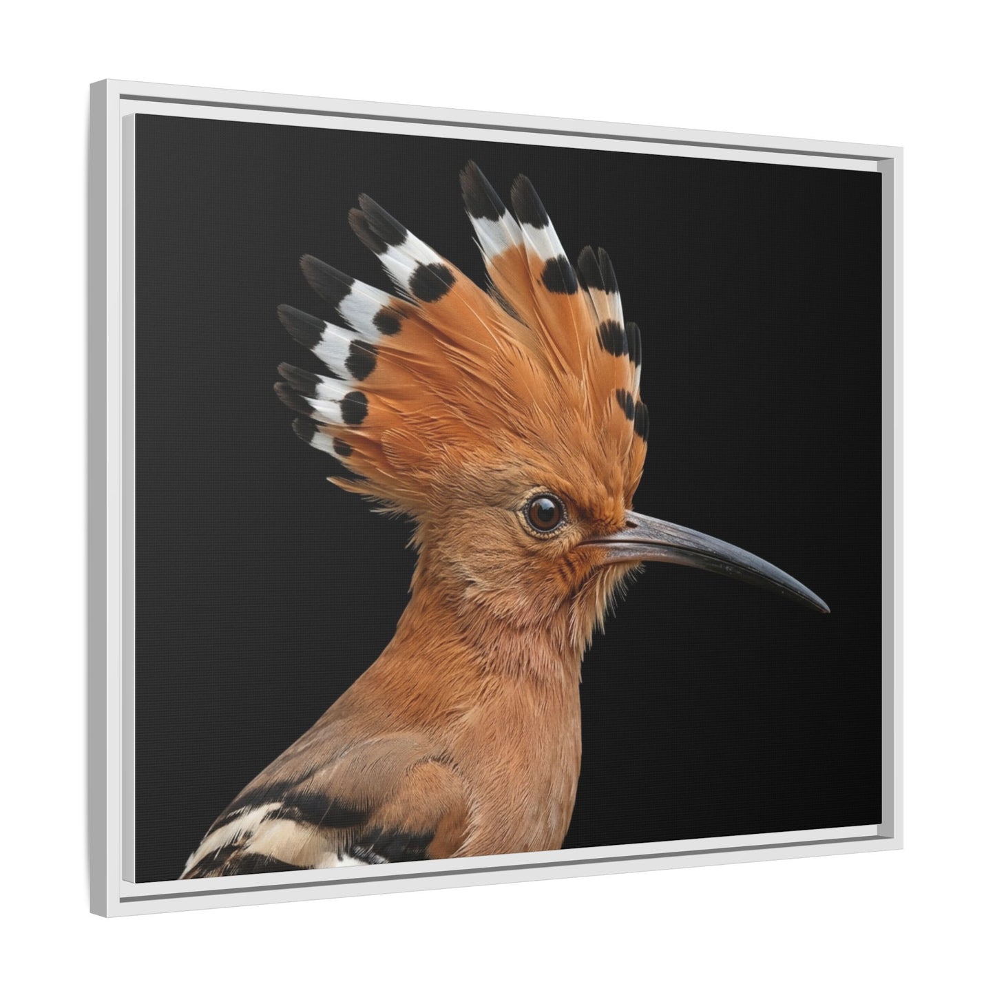 Framed Canvas Print — Afrikan Hoopoe In Colour