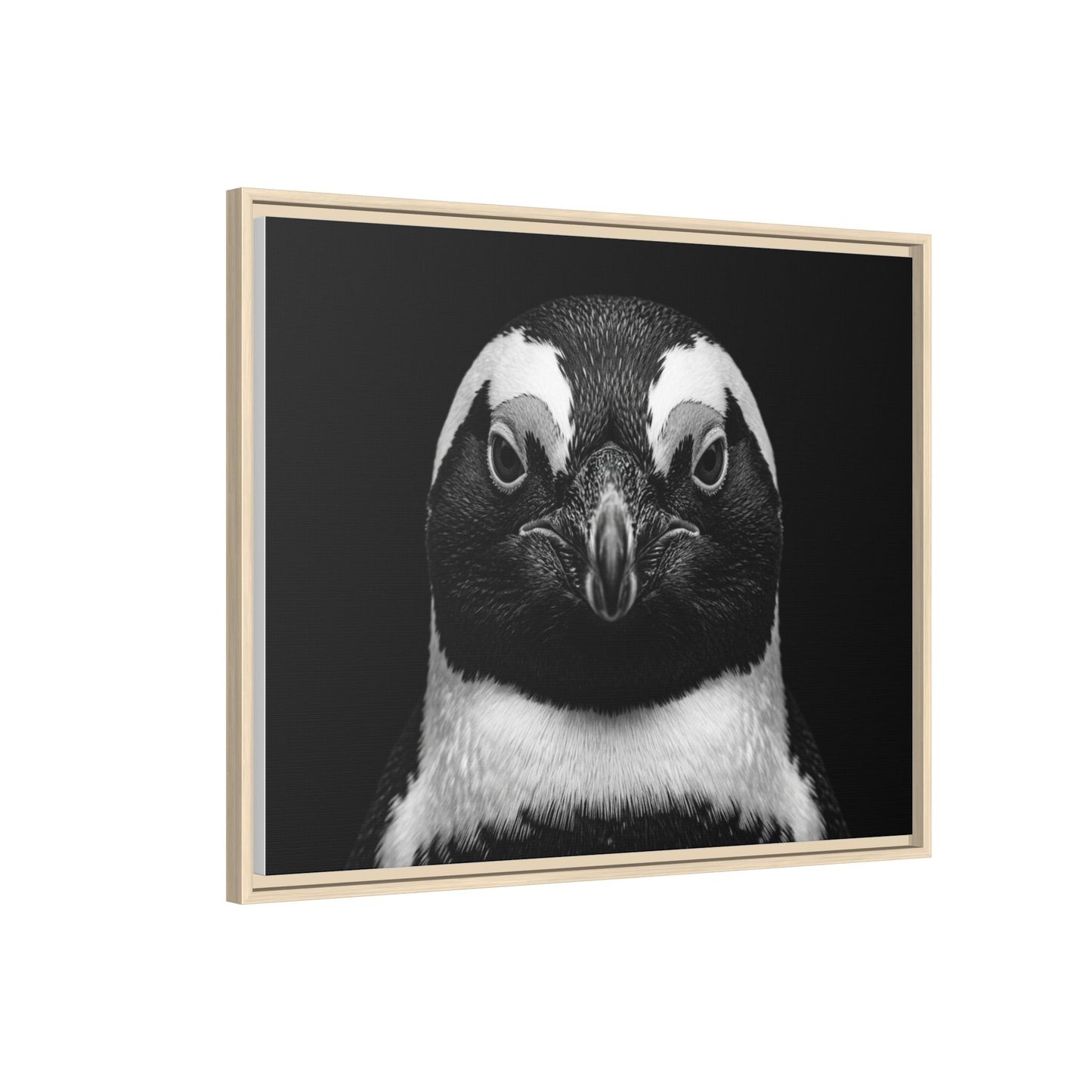 Framed Canvas Print — Afrikan Penguin In Black
