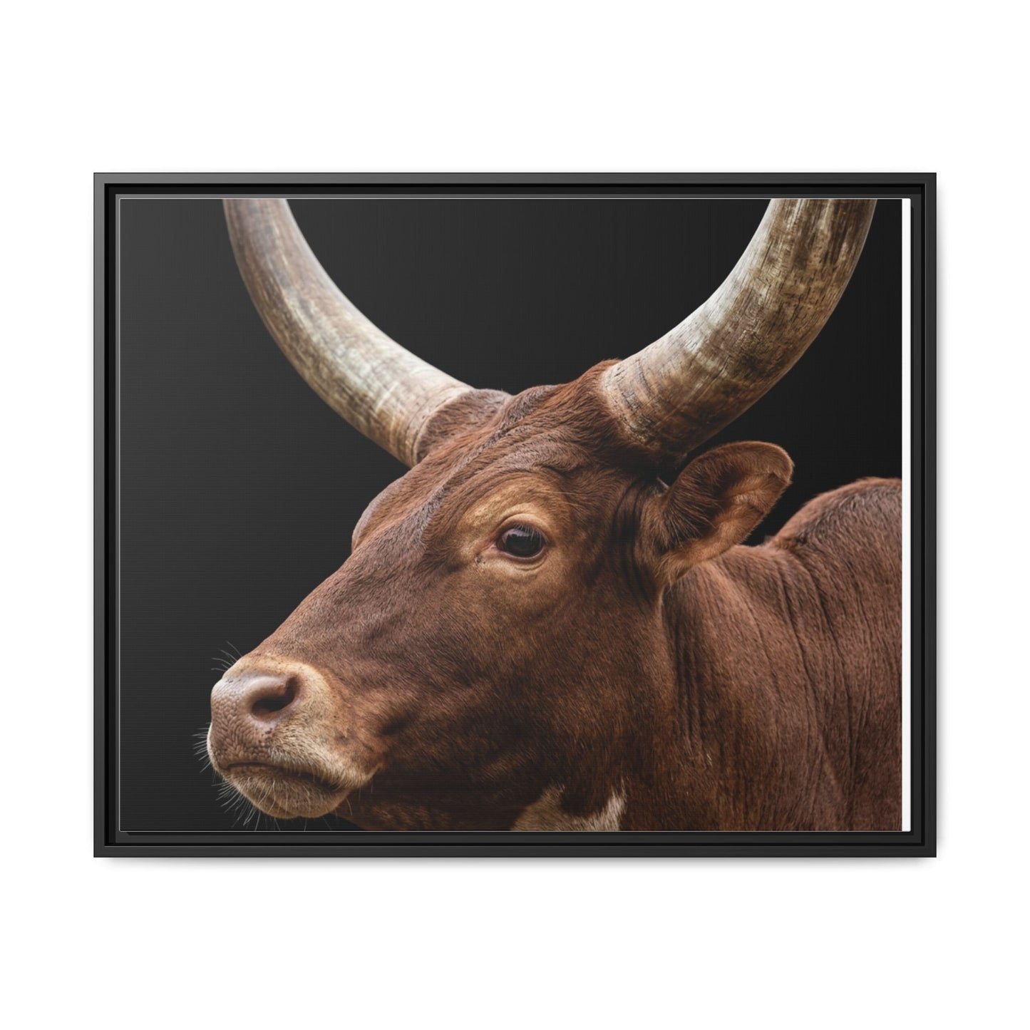 Framed Canvas Print — Ankole Cow In Colour