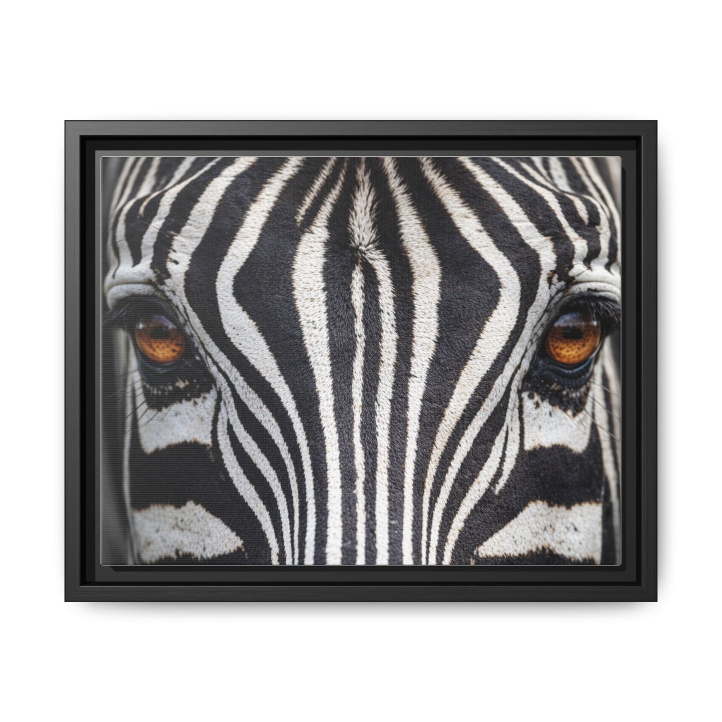 Framed Canvas Print — Zebra Gaze
