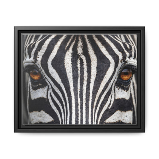 Framed Canvas Print — Zebra Gaze