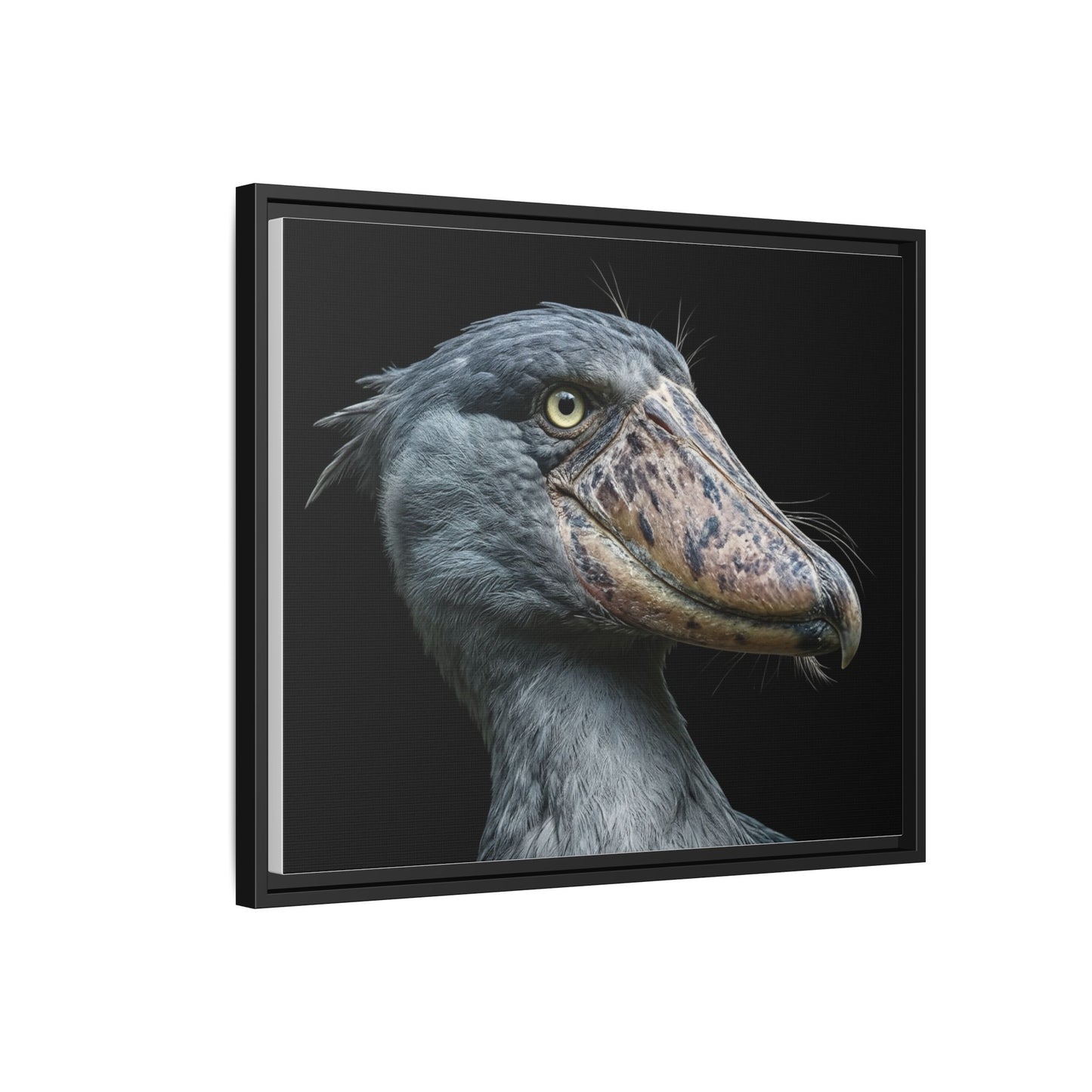 Framed Canvas Print — Shoebill Stork In Colour
