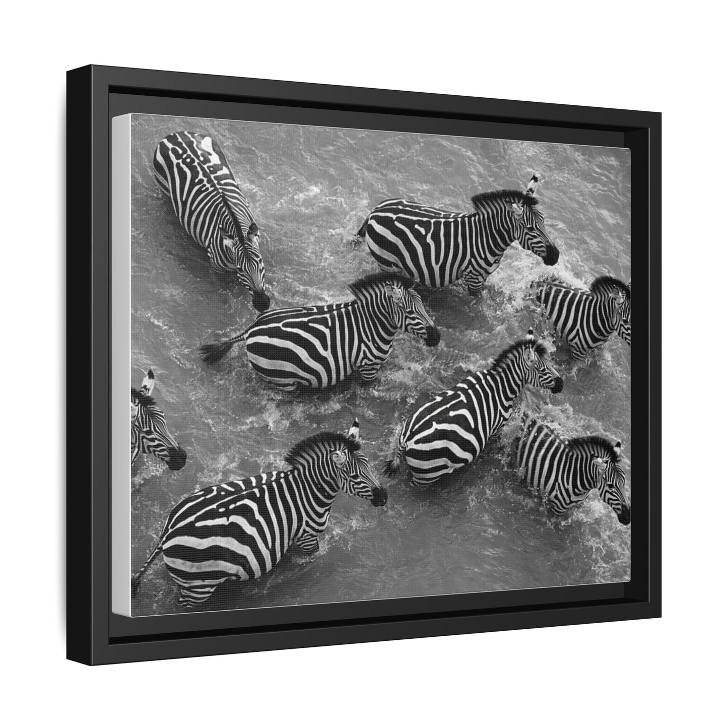 Framed Canvas Print — Zebras In The River