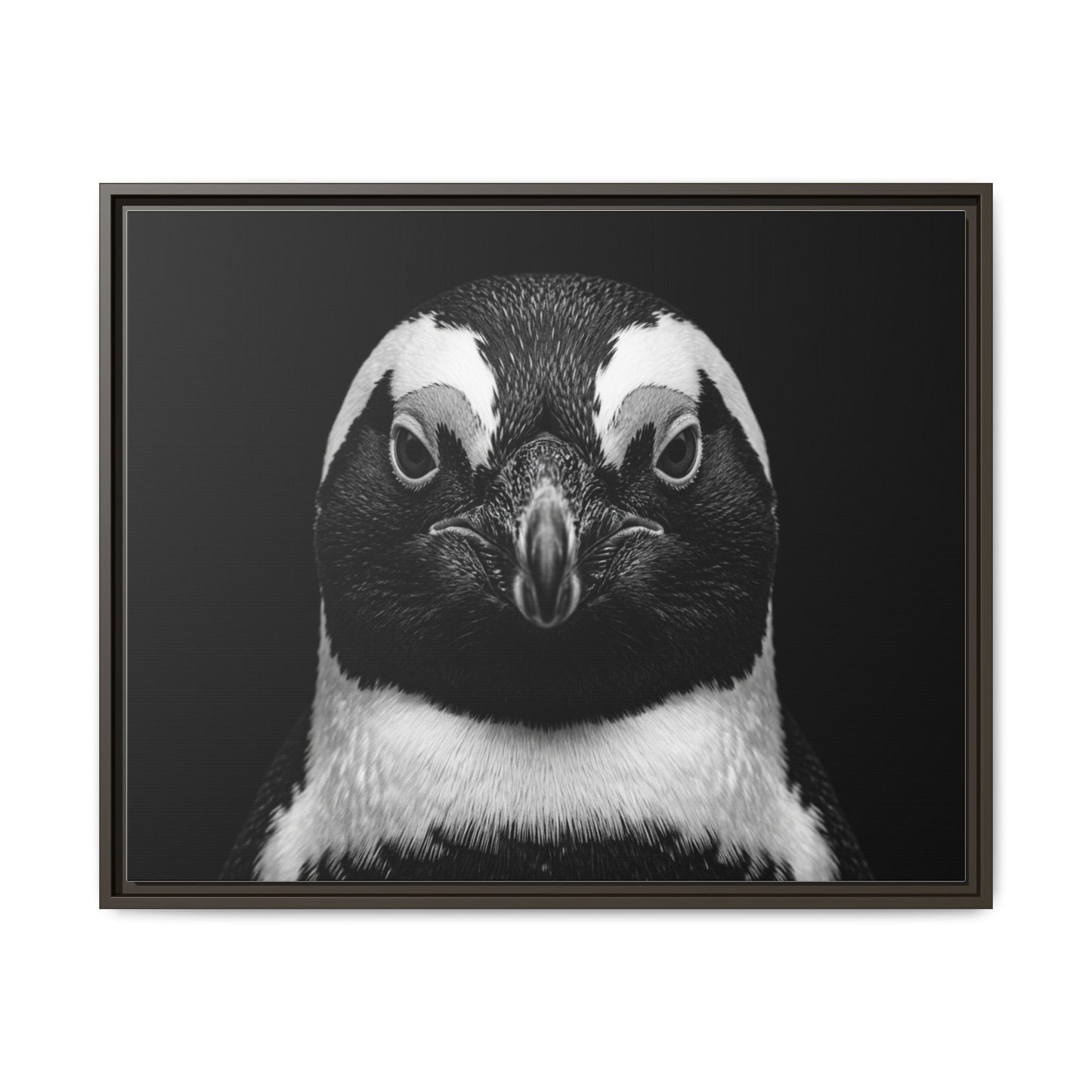 Framed Canvas Print — Afrikan Penguin In Black