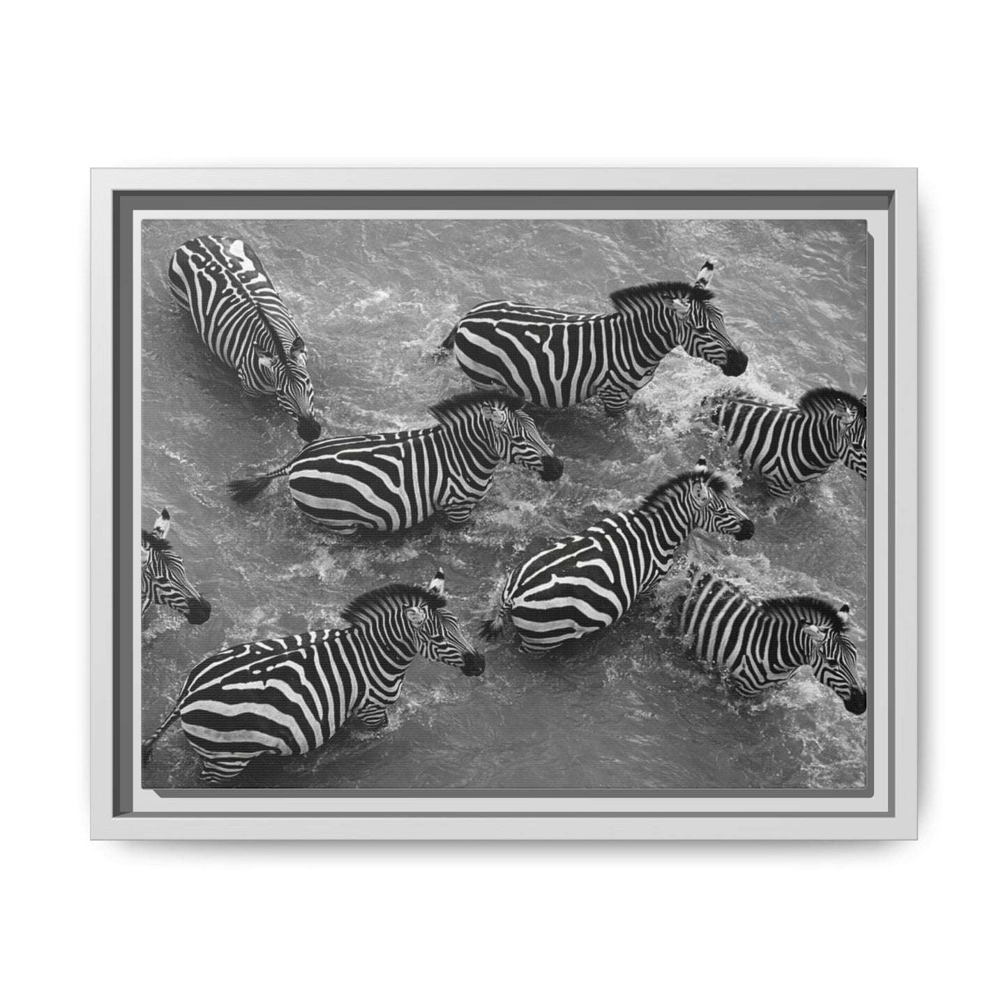 Framed Canvas Print — Zebras In The River