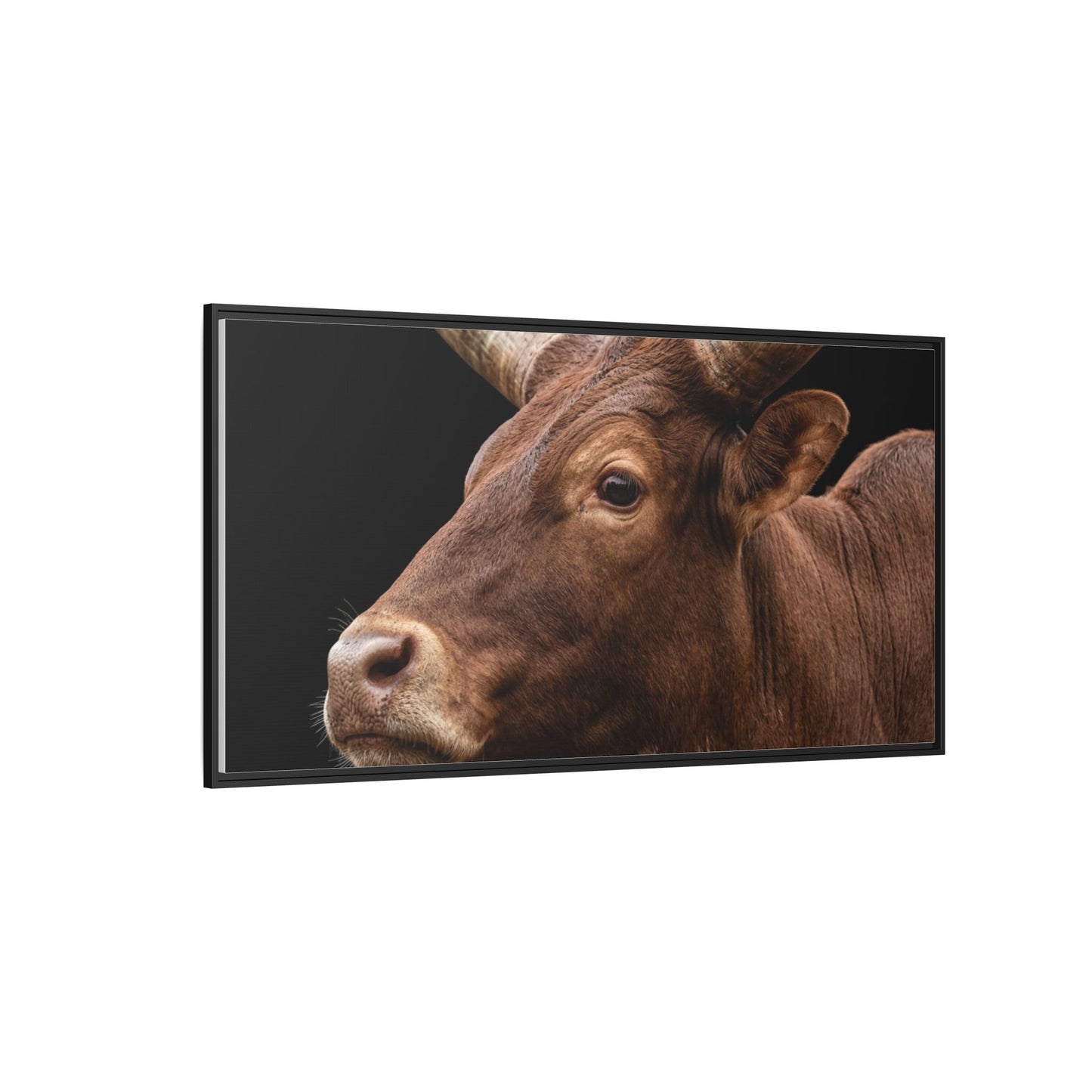 Framed Canvas Print — Ankole Cow In Colour