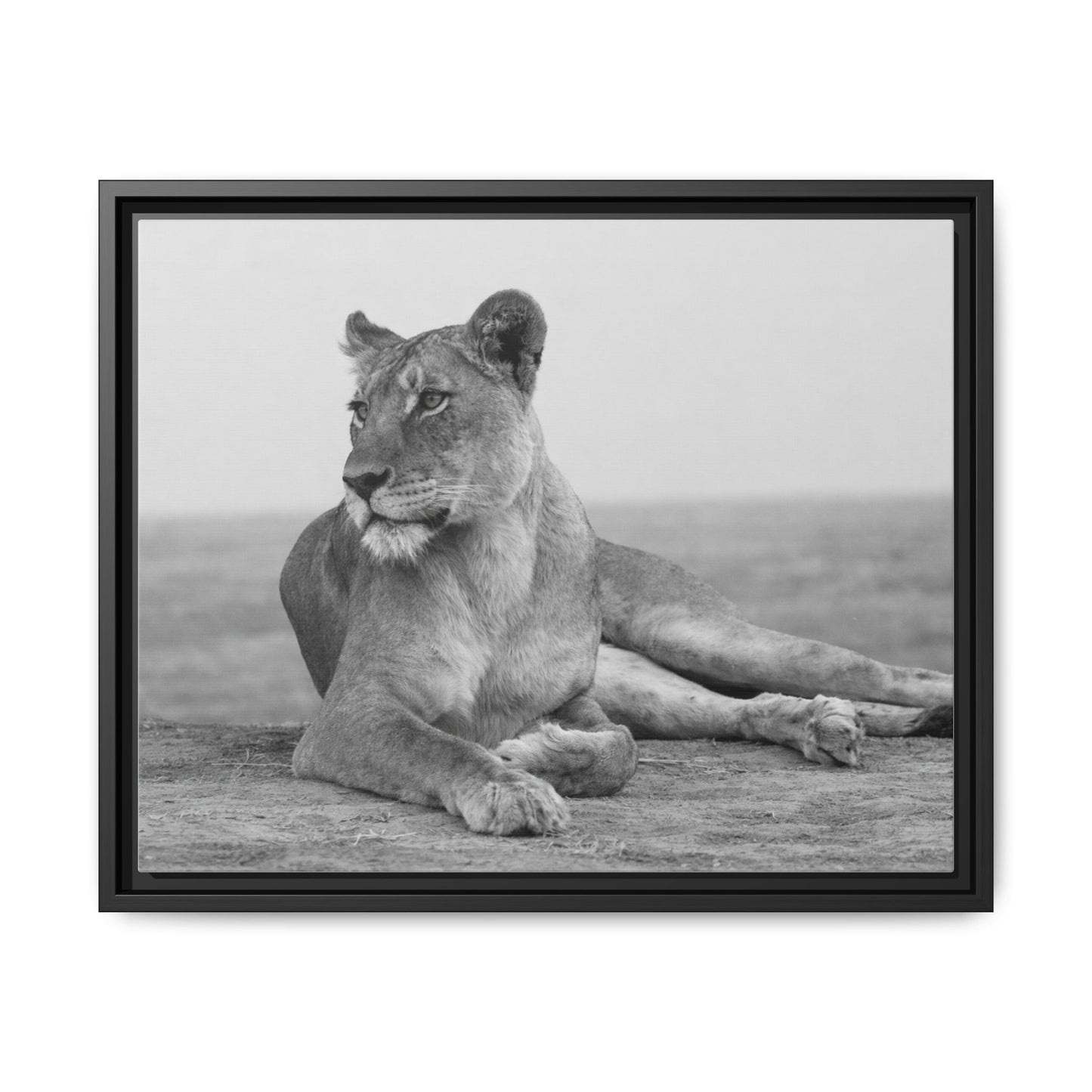 Framed Canvas Print — Lioness In Repose