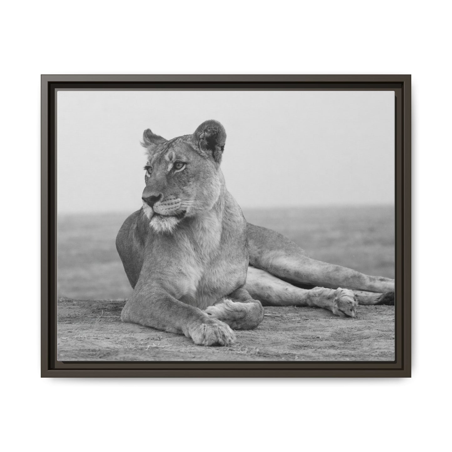 Framed Canvas Print — Lioness In Repose