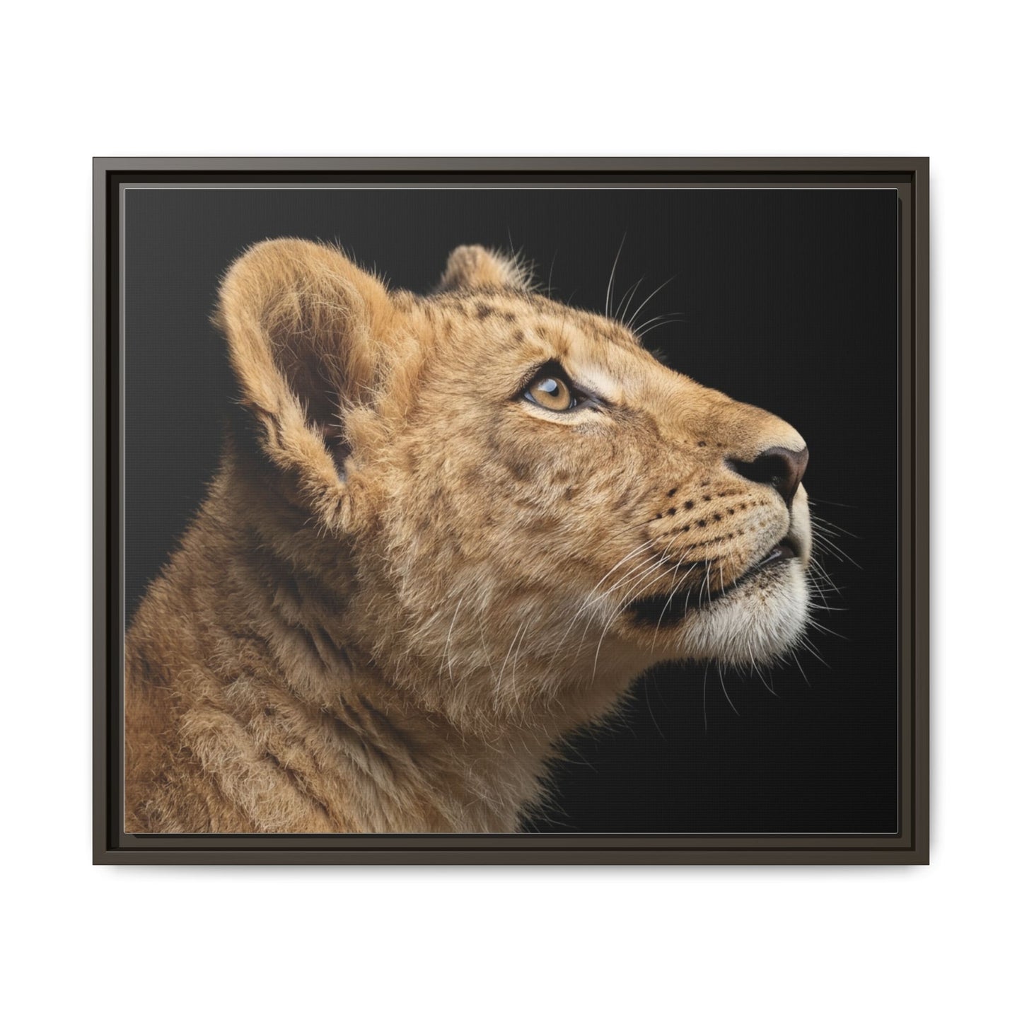 Framed Canvas Print — Lion Cub In Colour