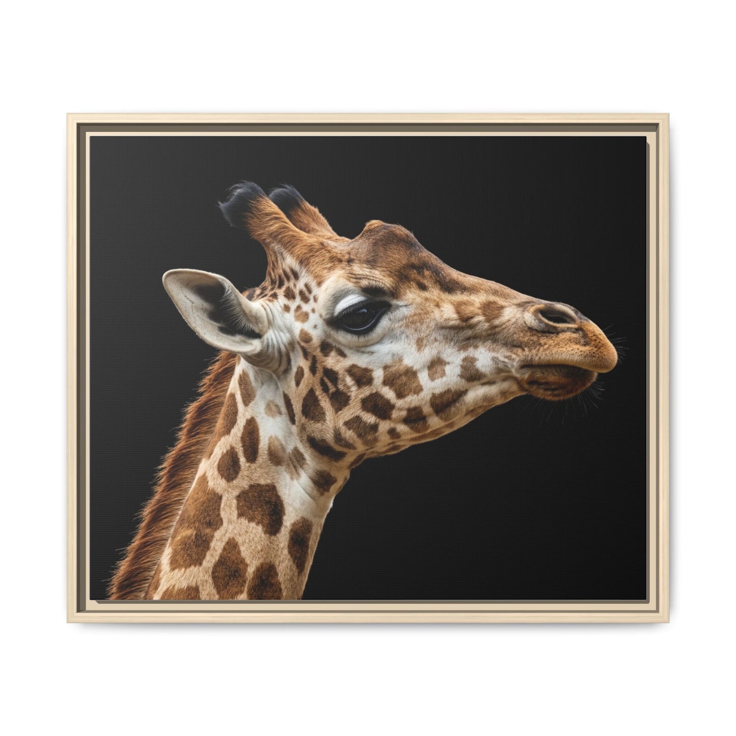 Framed Canvas Print — Giraffe In Colour