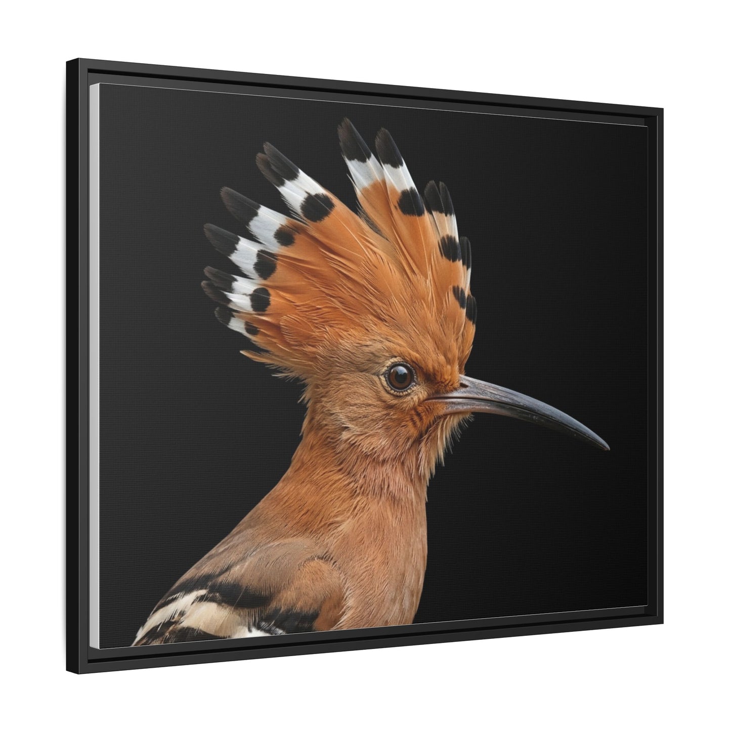 Framed Canvas Print — Afrikan Hoopoe In Colour