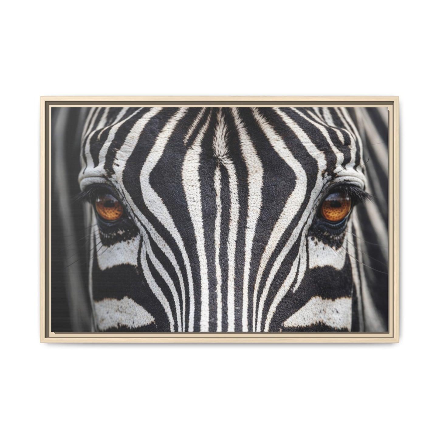 Framed Canvas Print — Zebra Gaze