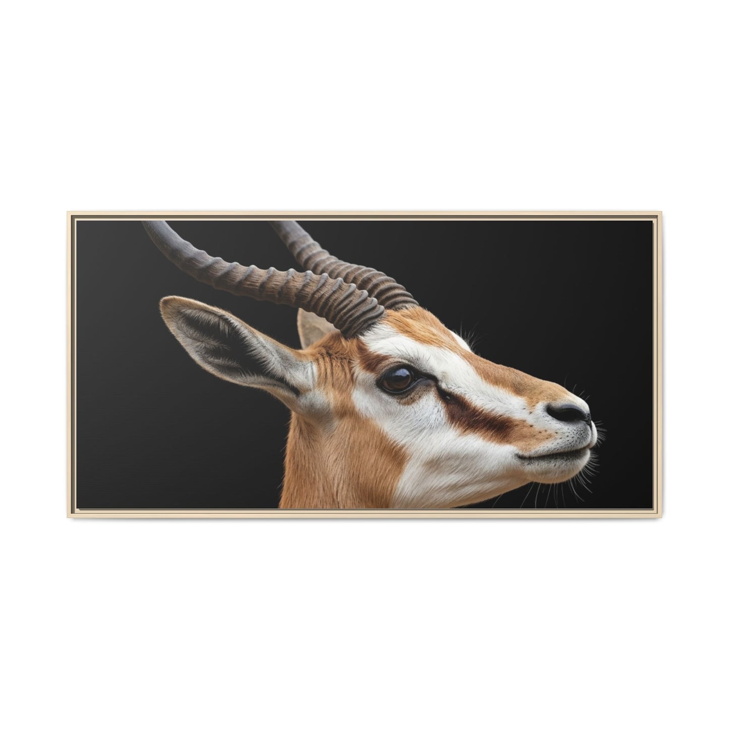 Framed Canvas Print — Afrikan Springbok In Colour