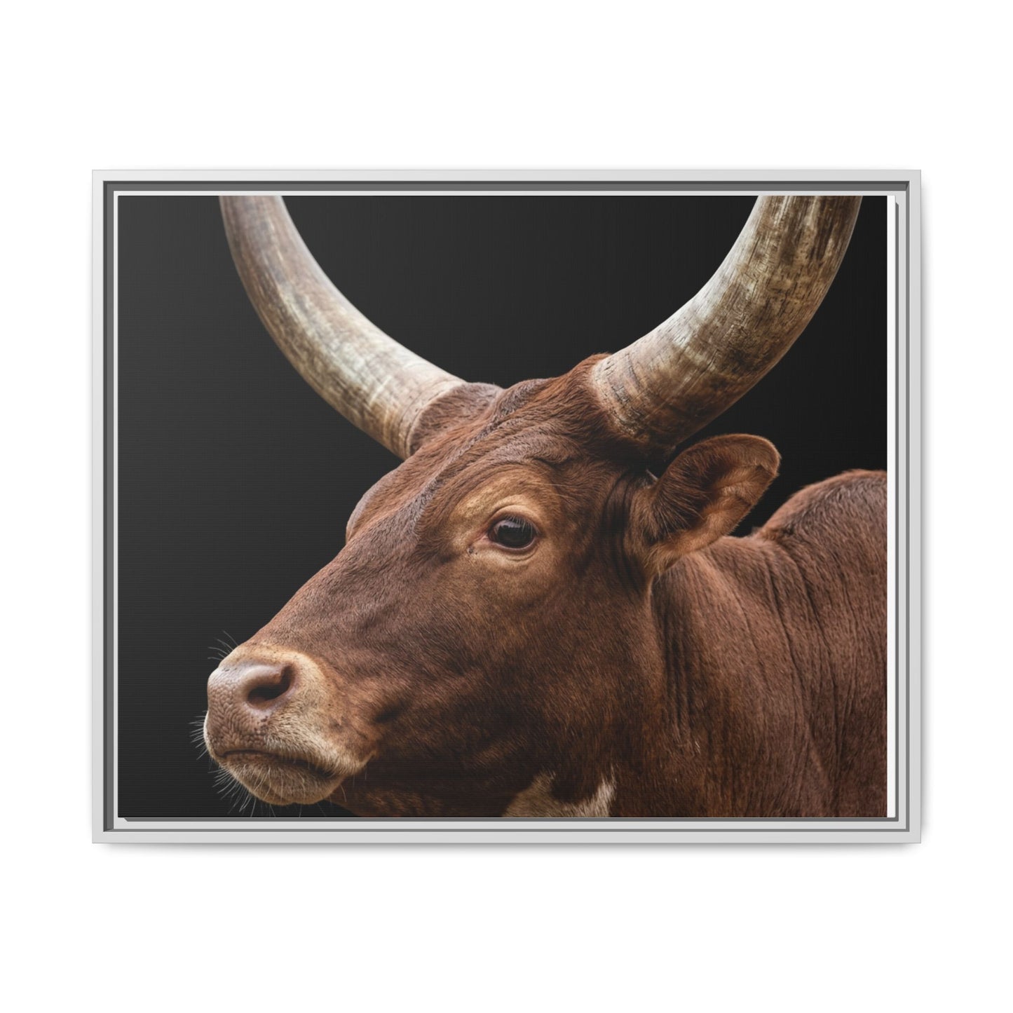 Framed Canvas Print — Ankole Cow In Colour