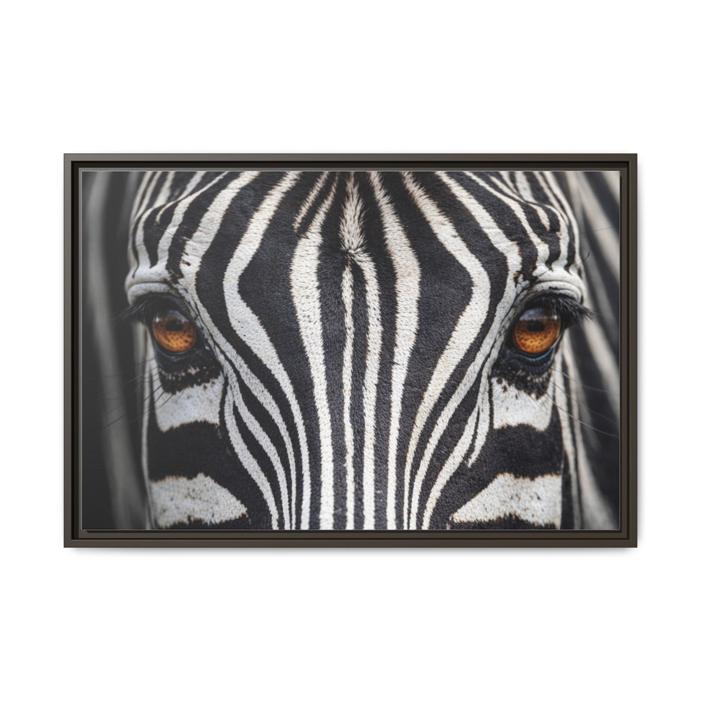 Framed Canvas Print — Zebra Gaze