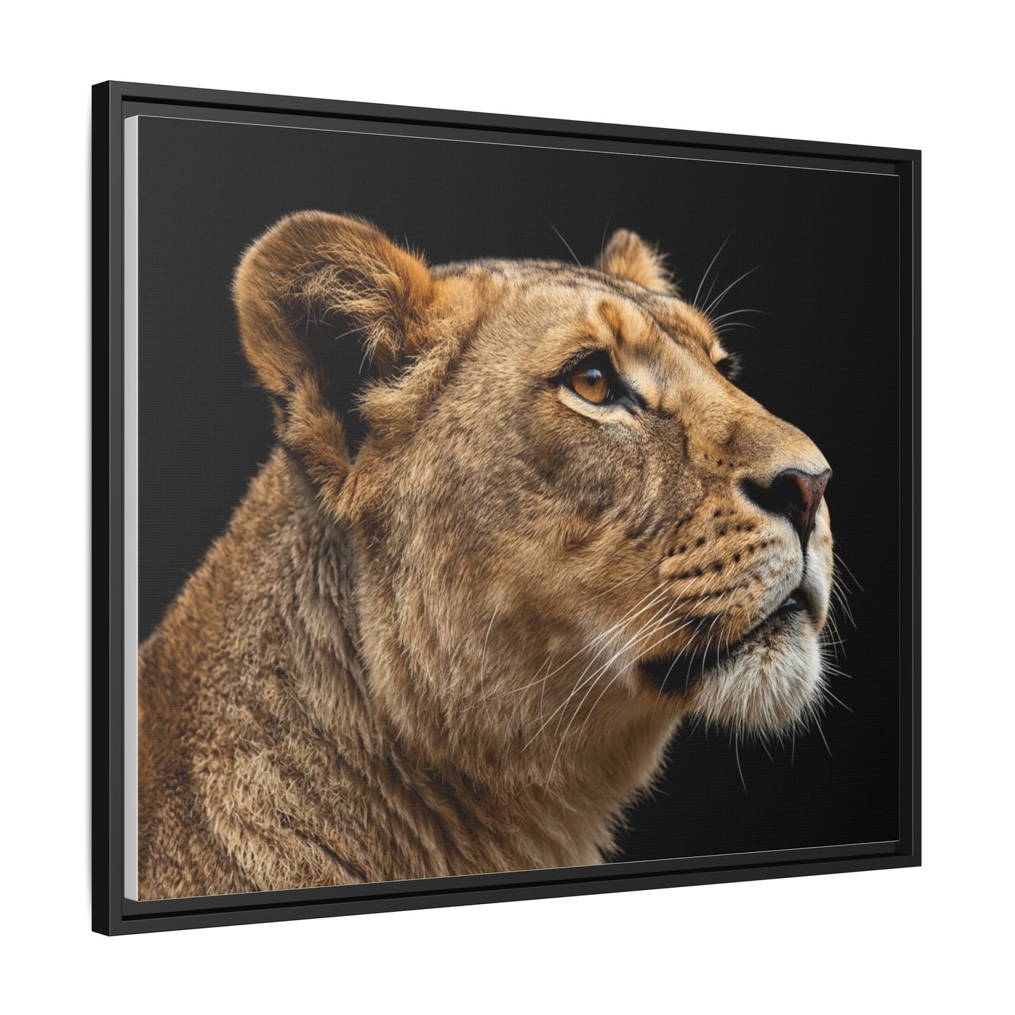 Framed Canvas Print — Lioness In Colour
