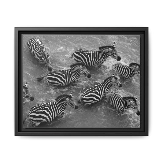 Framed Canvas Print — Zebras In The River