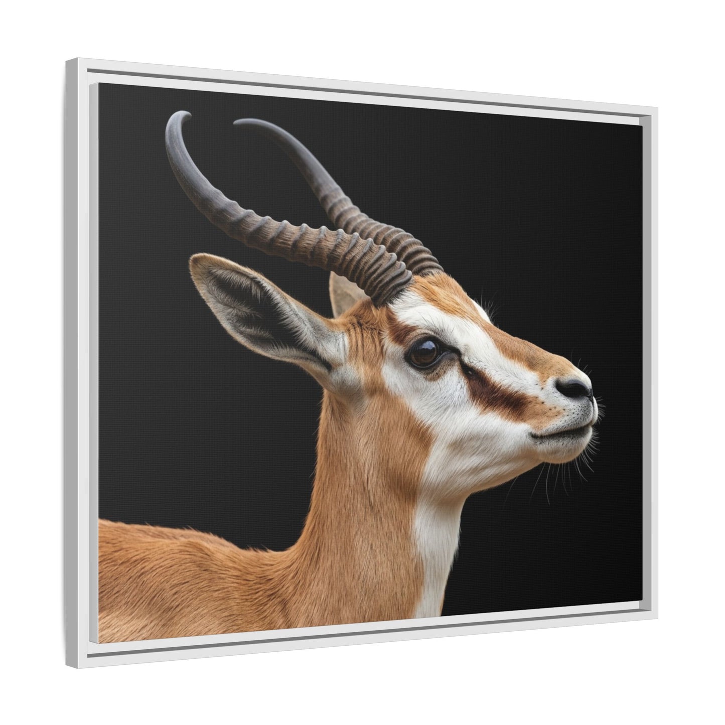 Framed Canvas Print — Afrikan Springbok In Colour