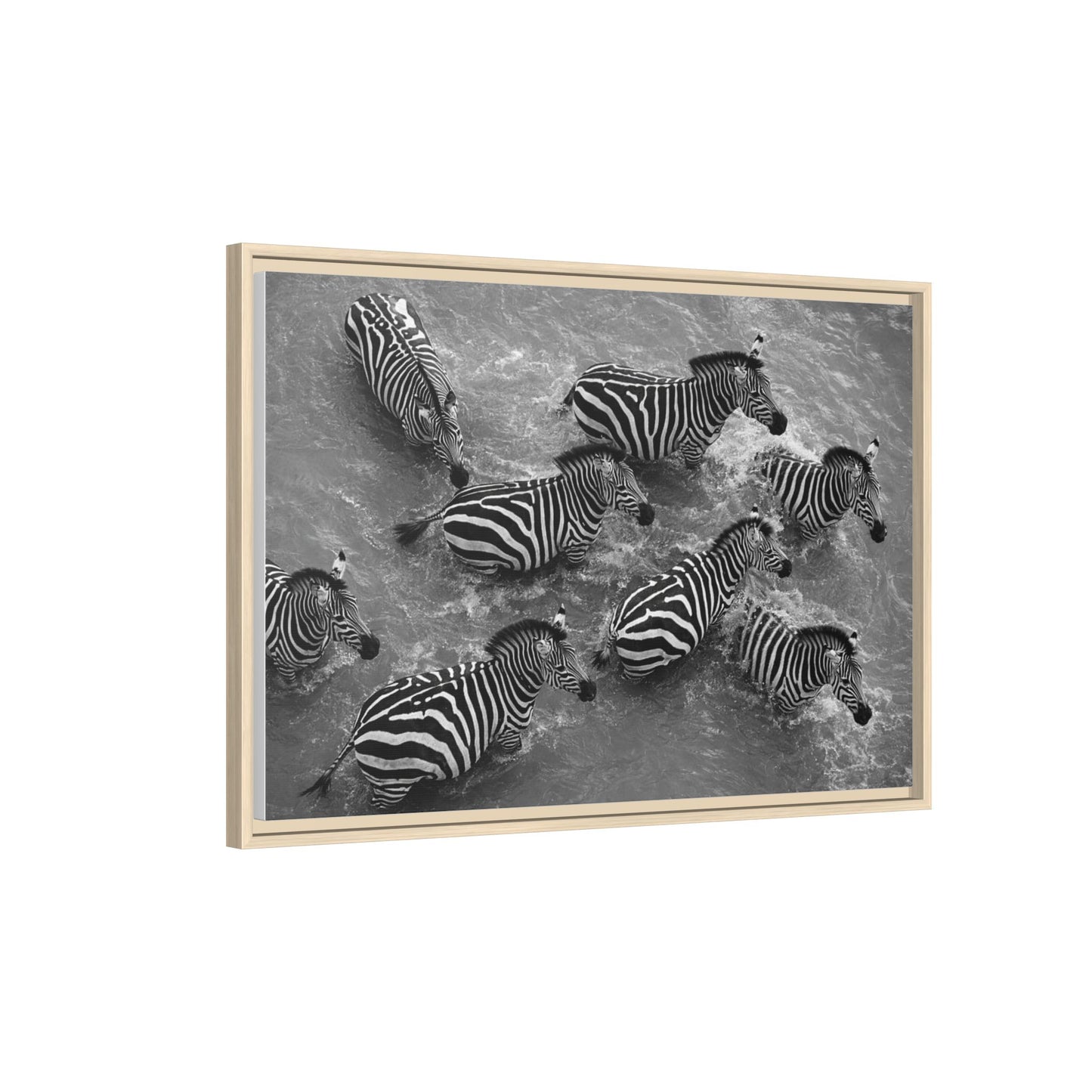 Framed Canvas Print — Zebras In The River