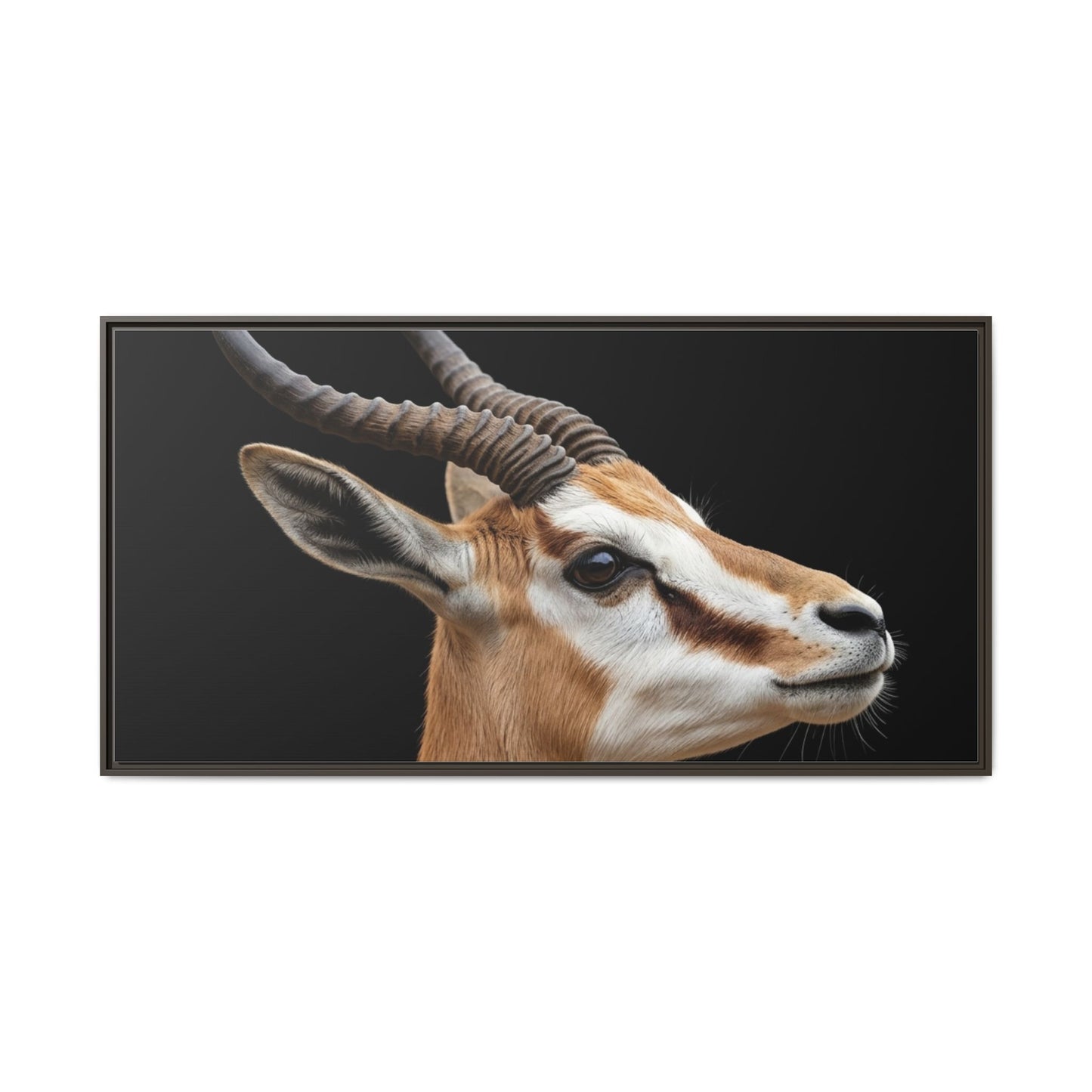 Framed Canvas Print — Afrikan Springbok In Colour