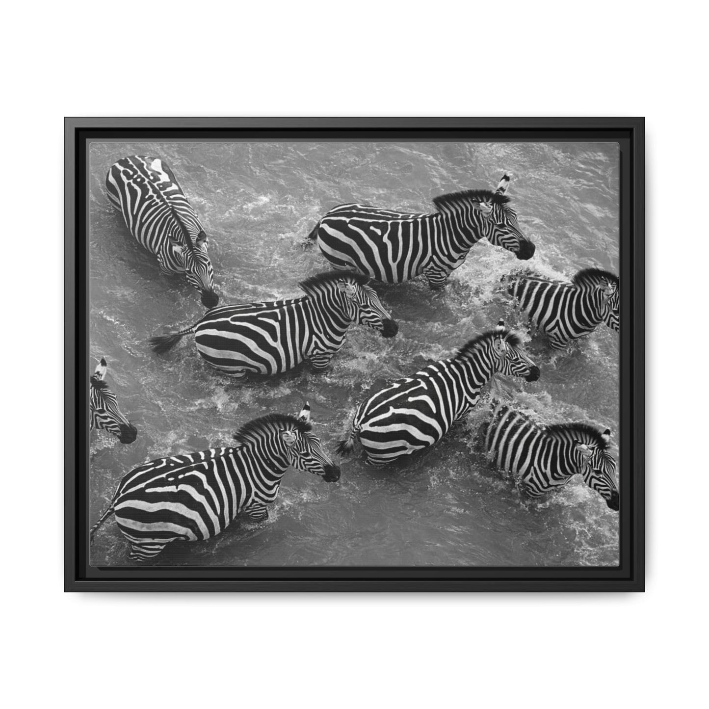 Framed Canvas Print — Zebras In The River
