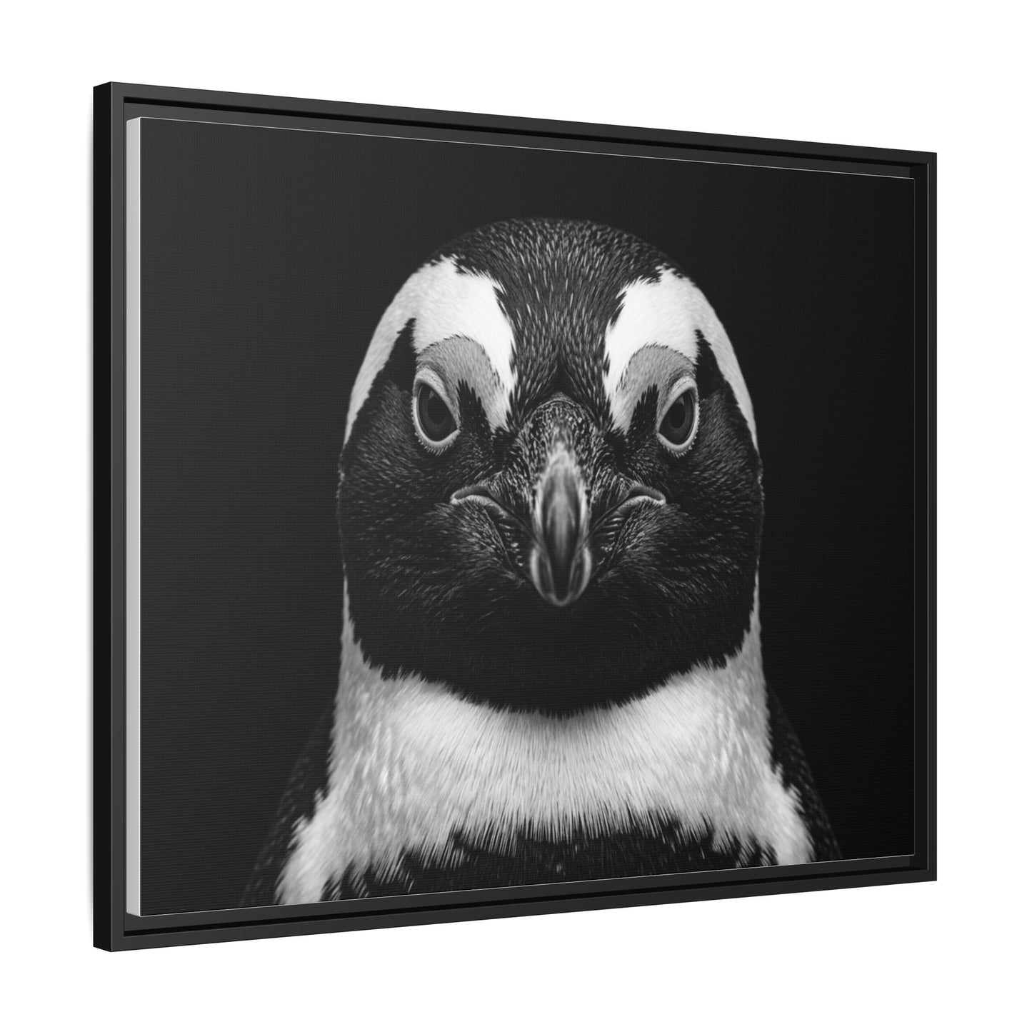 Framed Canvas Print — Afrikan Penguin In Black