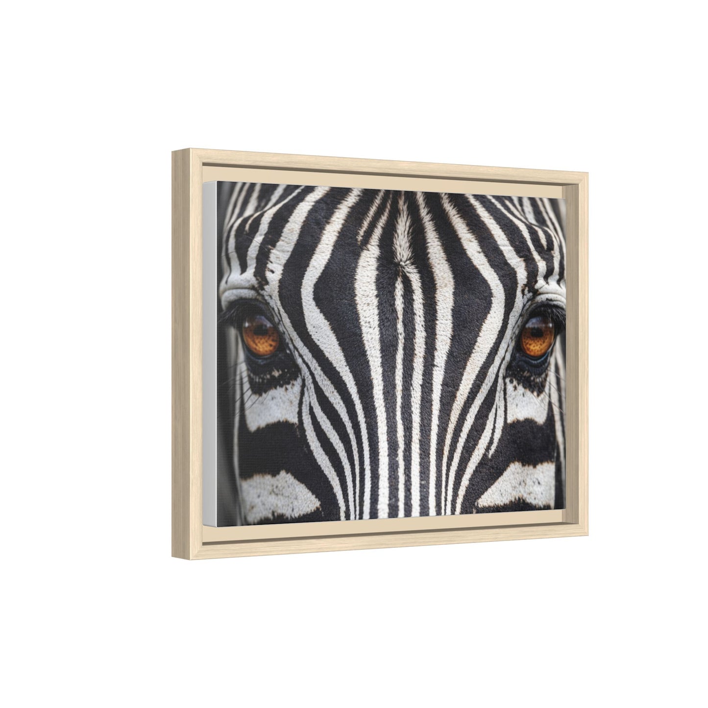 Framed Canvas Print — Zebra Gaze