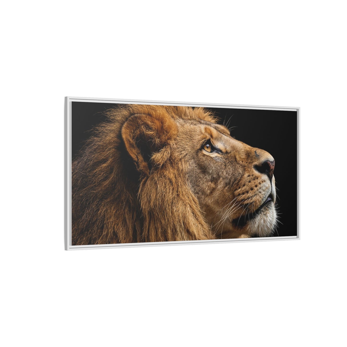 Framed Canvas Print — Lion In Colour