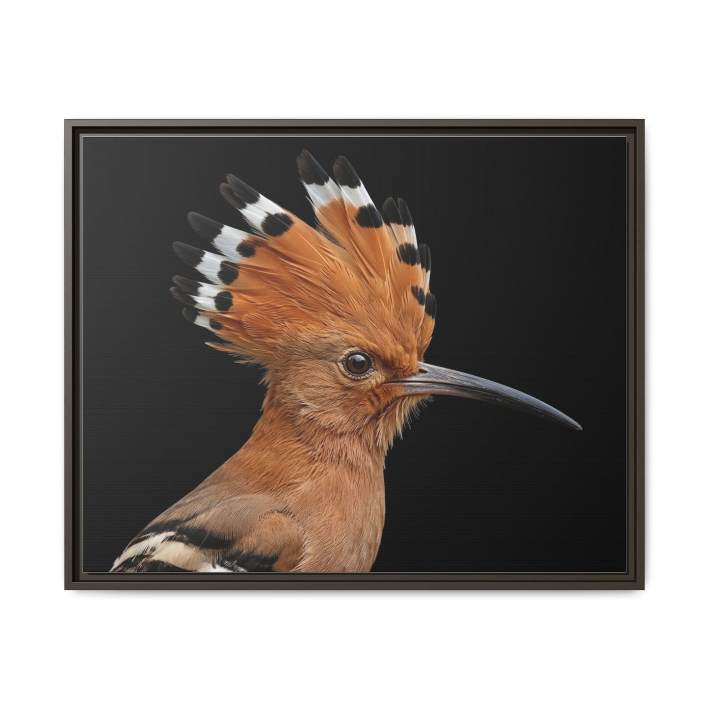 Framed Canvas Print — Afrikan Hoopoe In Colour