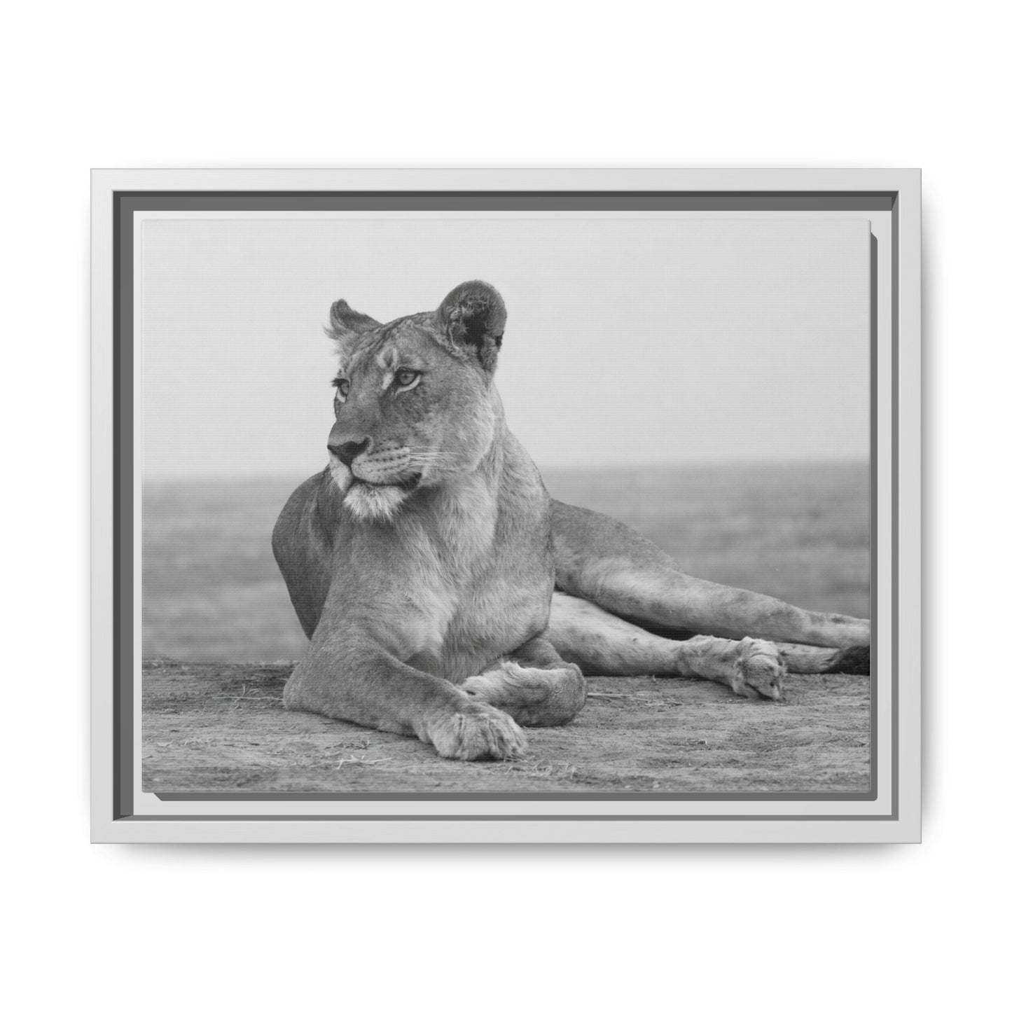Framed Canvas Print — Lioness In Repose