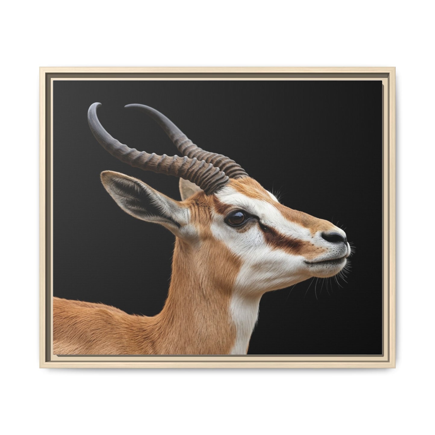 Framed Canvas Print — Afrikan Springbok In Colour