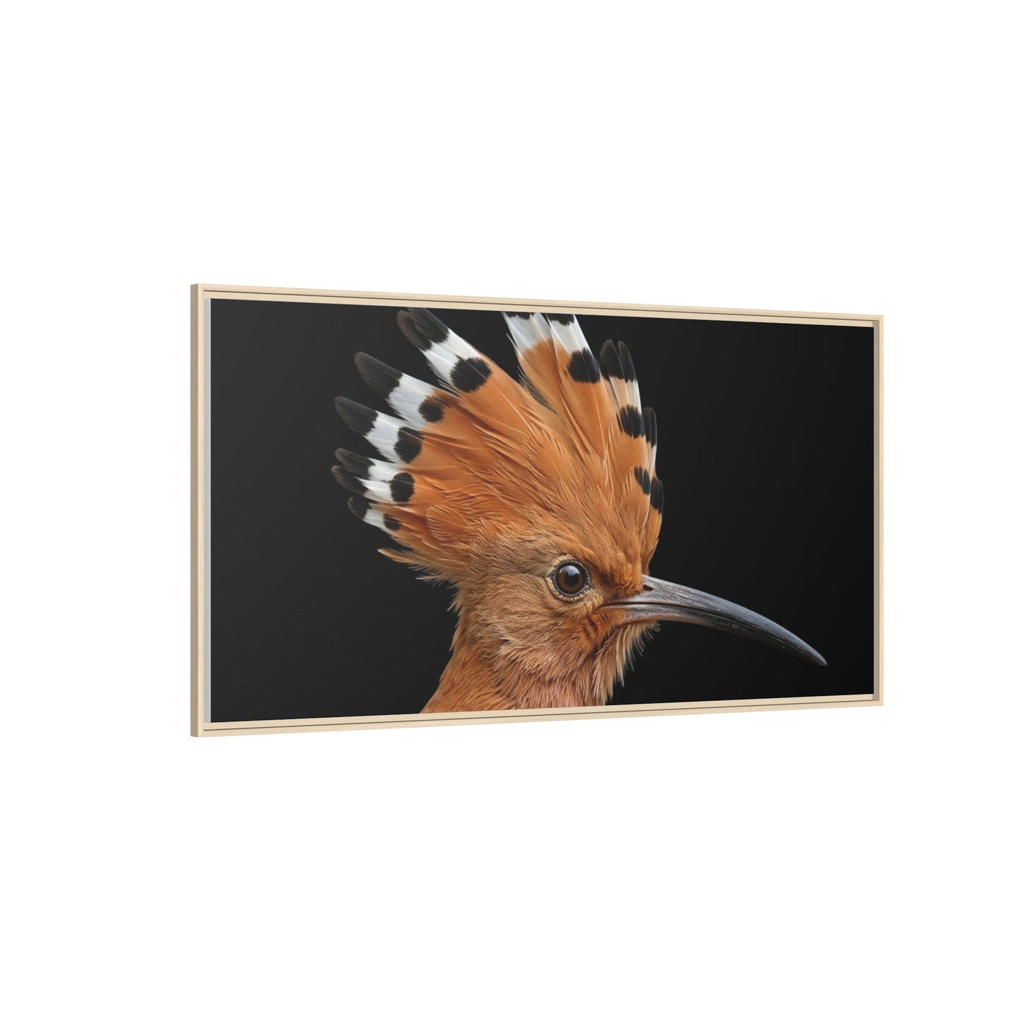Framed Canvas Print — Afrikan Hoopoe In Colour