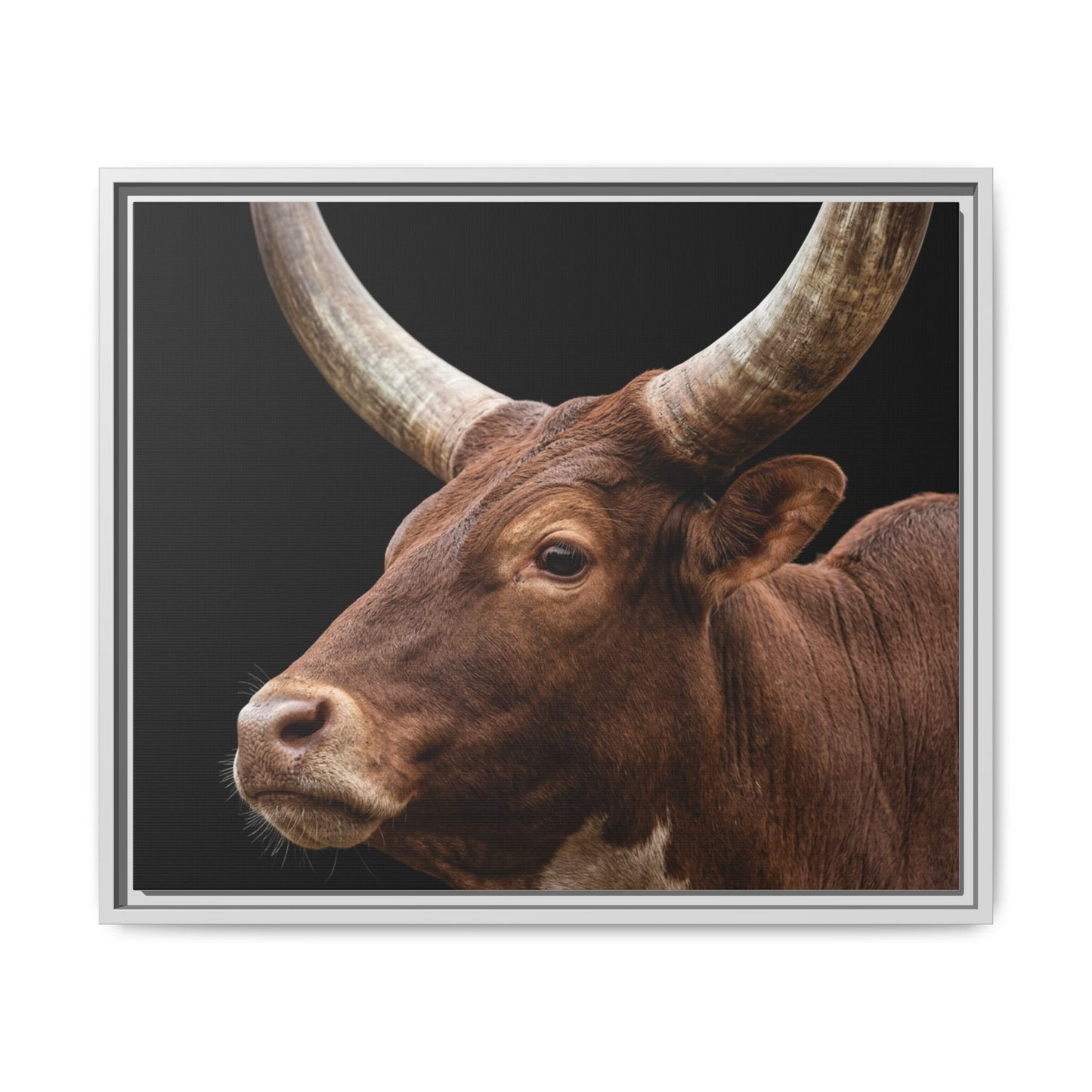 Framed Canvas Print — Ankole Cow In Colour