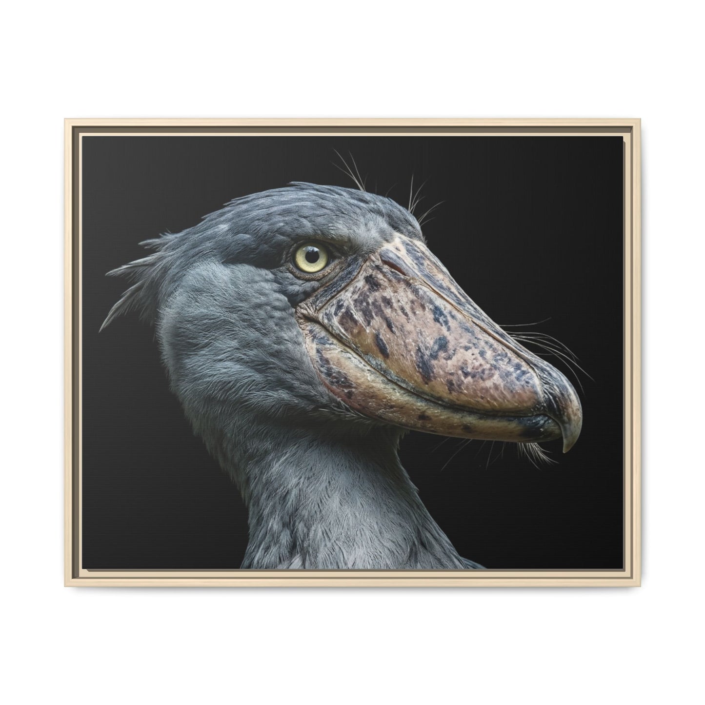 Framed Canvas Print — Shoebill Stork In Colour