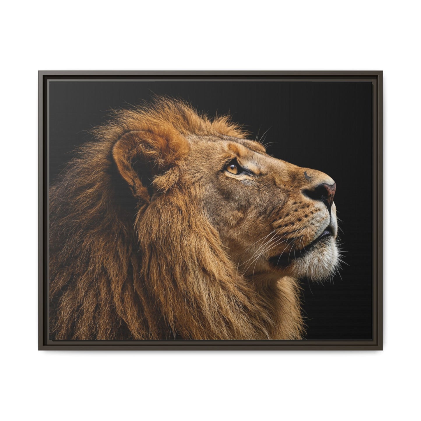 Framed Canvas Print — Lion In Colour