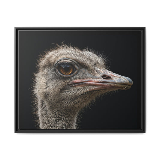 Framed Canvas Print — Ostrich In Colour