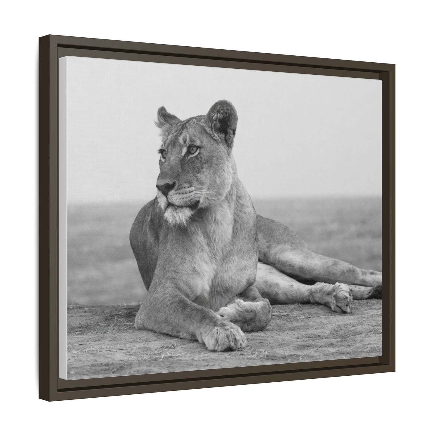 Framed Canvas Print — Lioness In Repose
