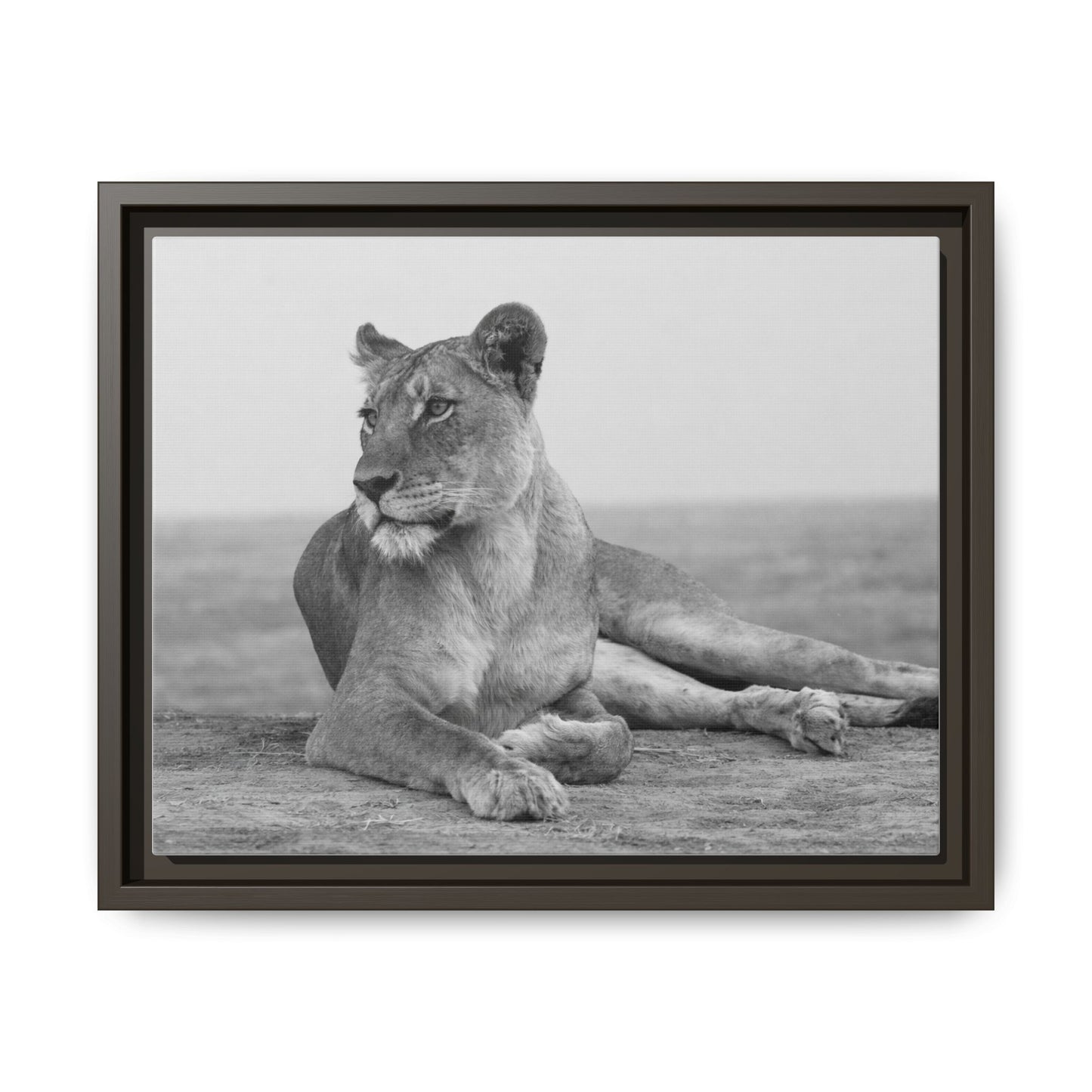 Framed Canvas Print — Lioness In Repose