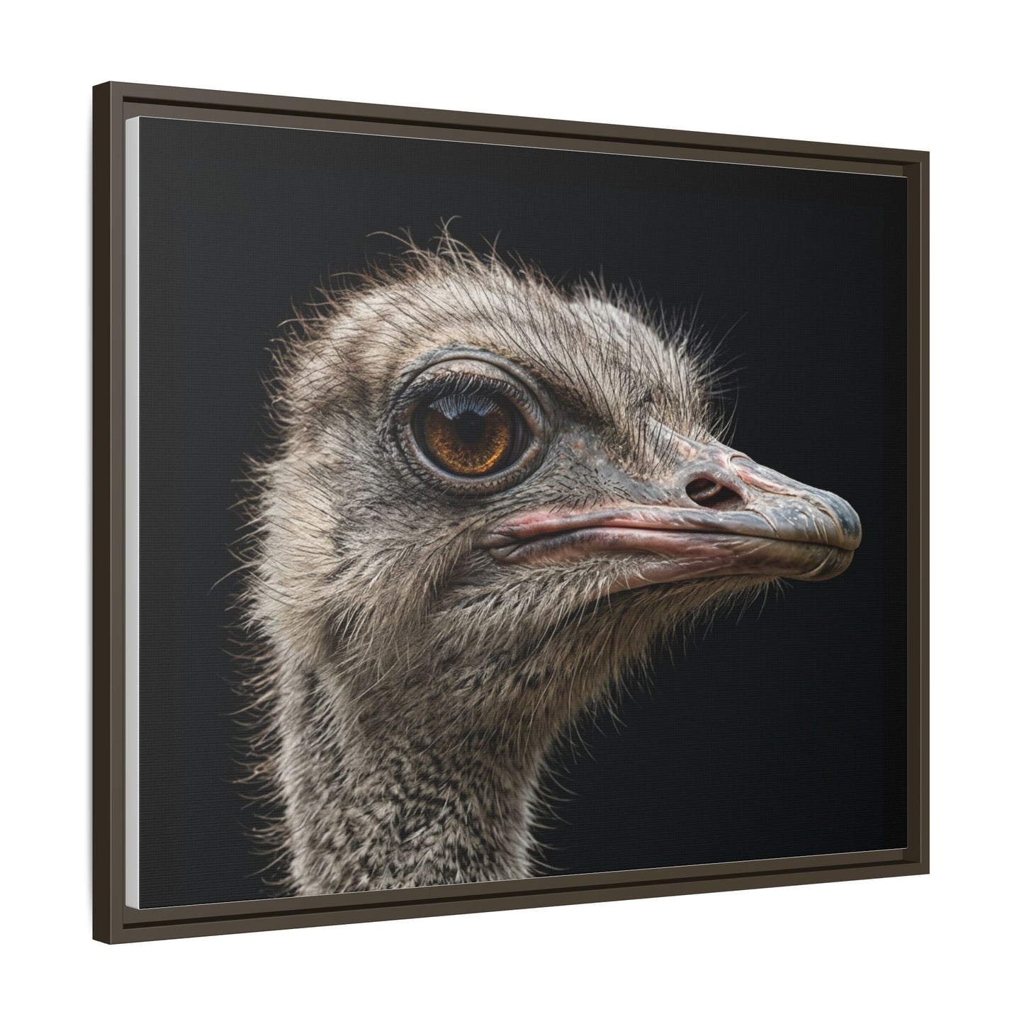 Framed Canvas Print — Ostrich In Colour