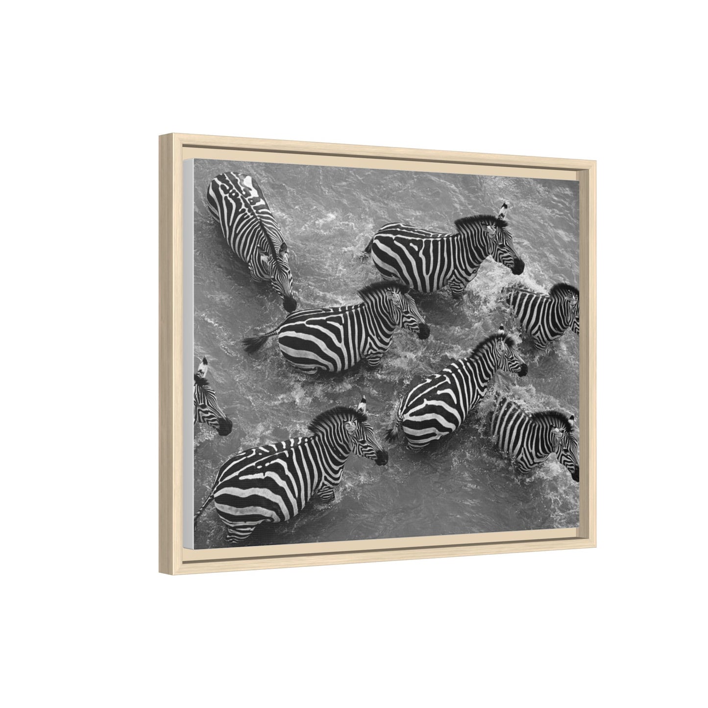 Framed Canvas Print — Zebras In The River