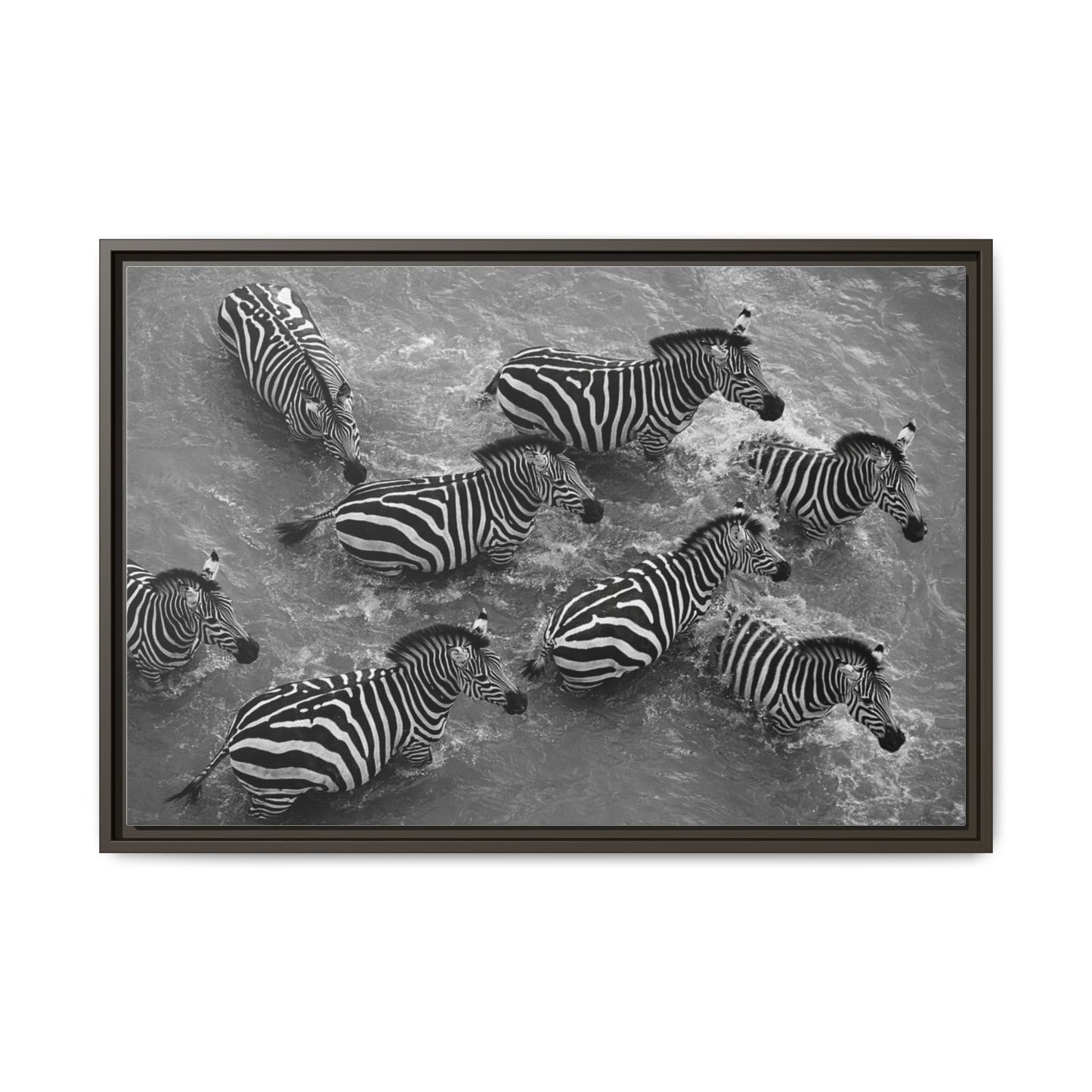 Framed Canvas Print — Zebras In The River