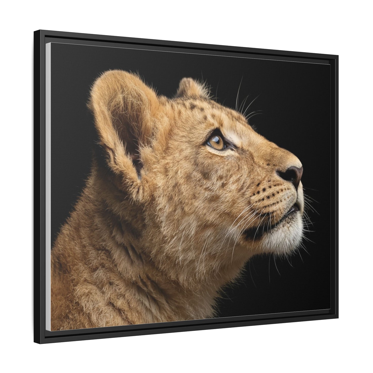 Framed Canvas Print — Lion Cub In Colour