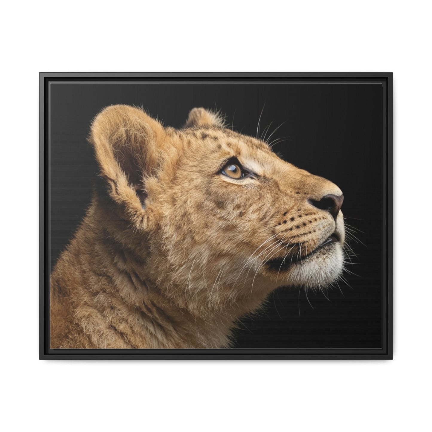 Framed Canvas Print — Lion Cub In Colour