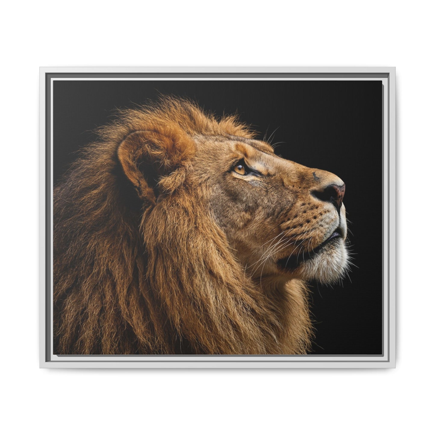 Framed Canvas Print — Lion In Colour