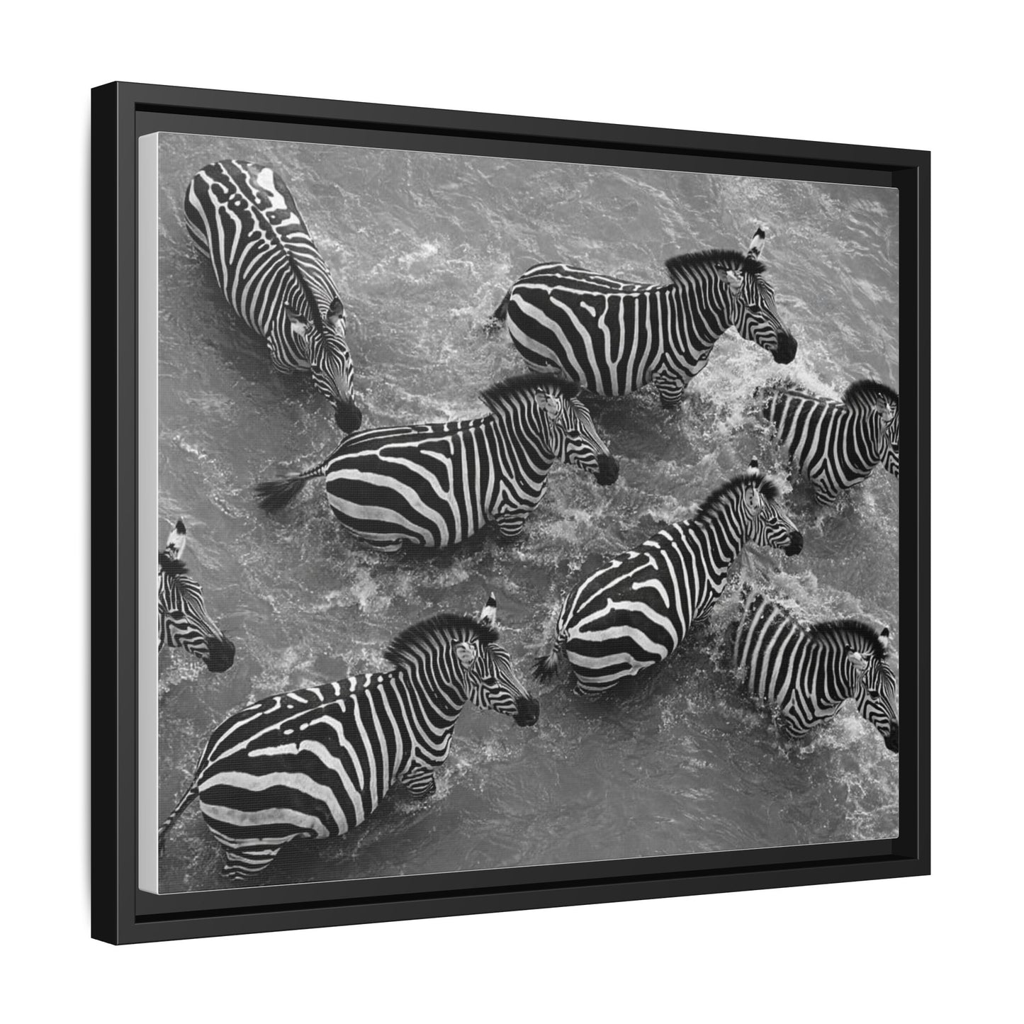 Framed Canvas Print — Zebras In The River