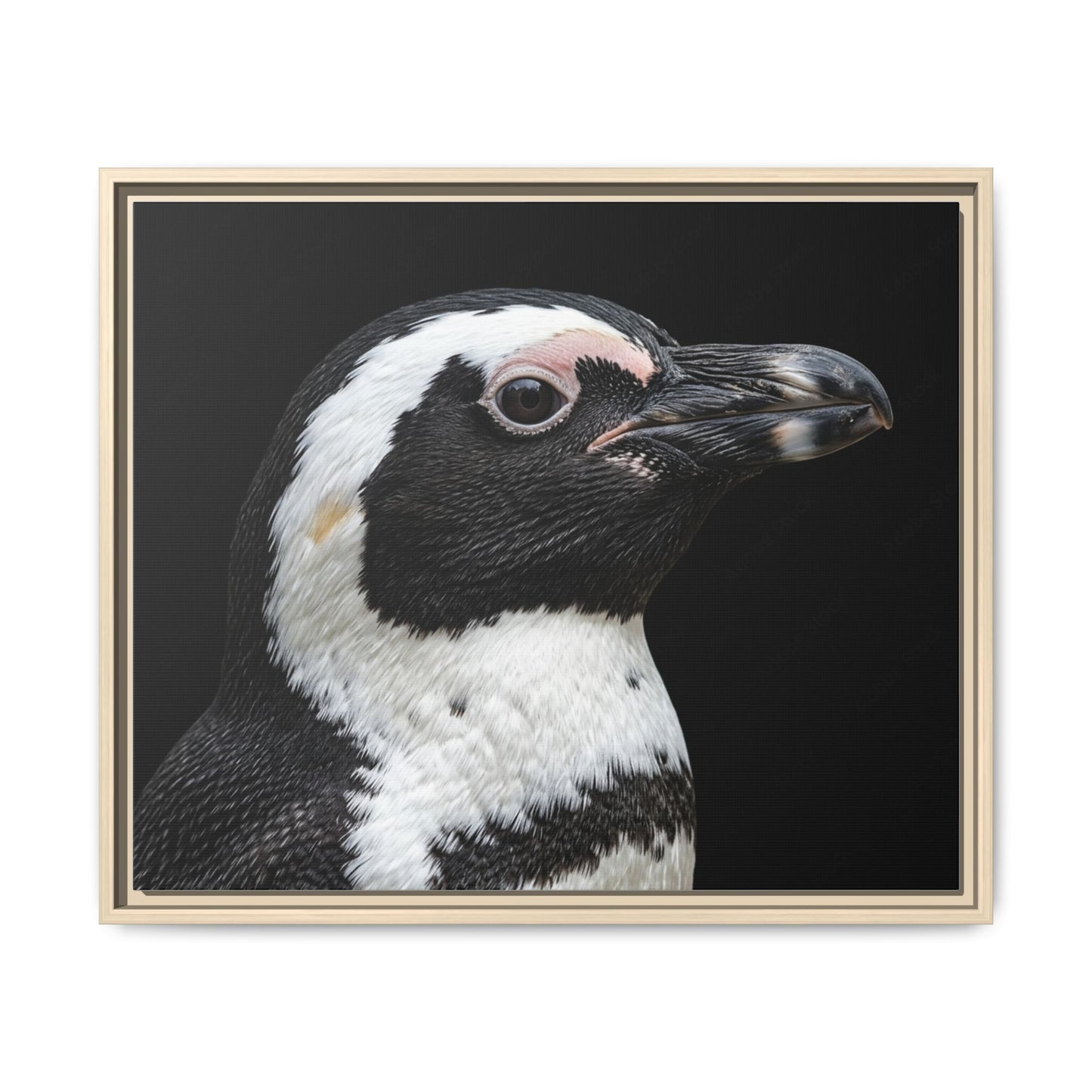 Framed Canvas Print — Afrikan Penguin In Colour