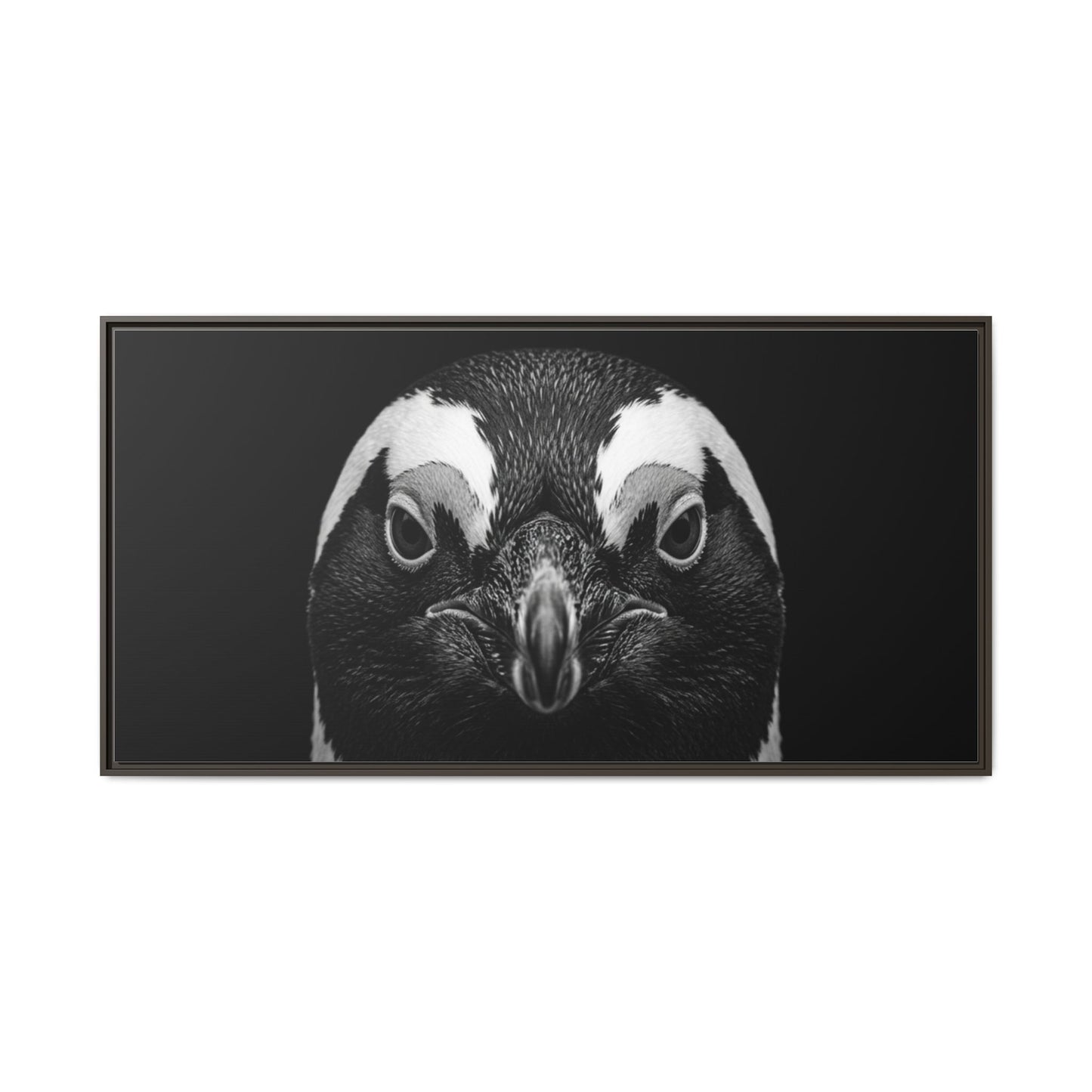 Framed Canvas Print — Afrikan Penguin In Black